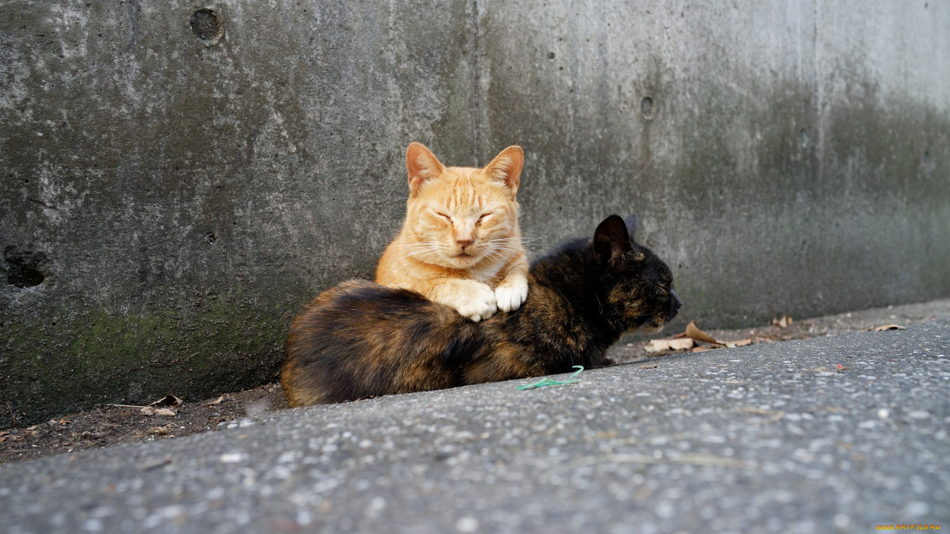 животные, коты, двое, отдых, улица