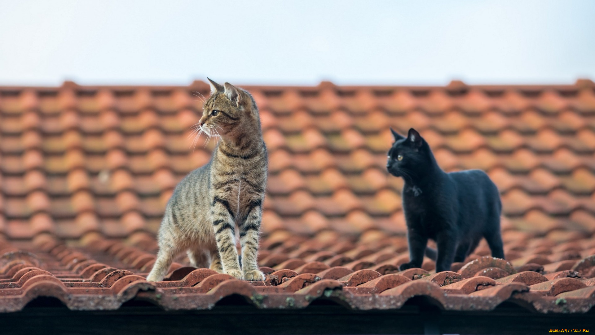 животные, коты, крыша, двое