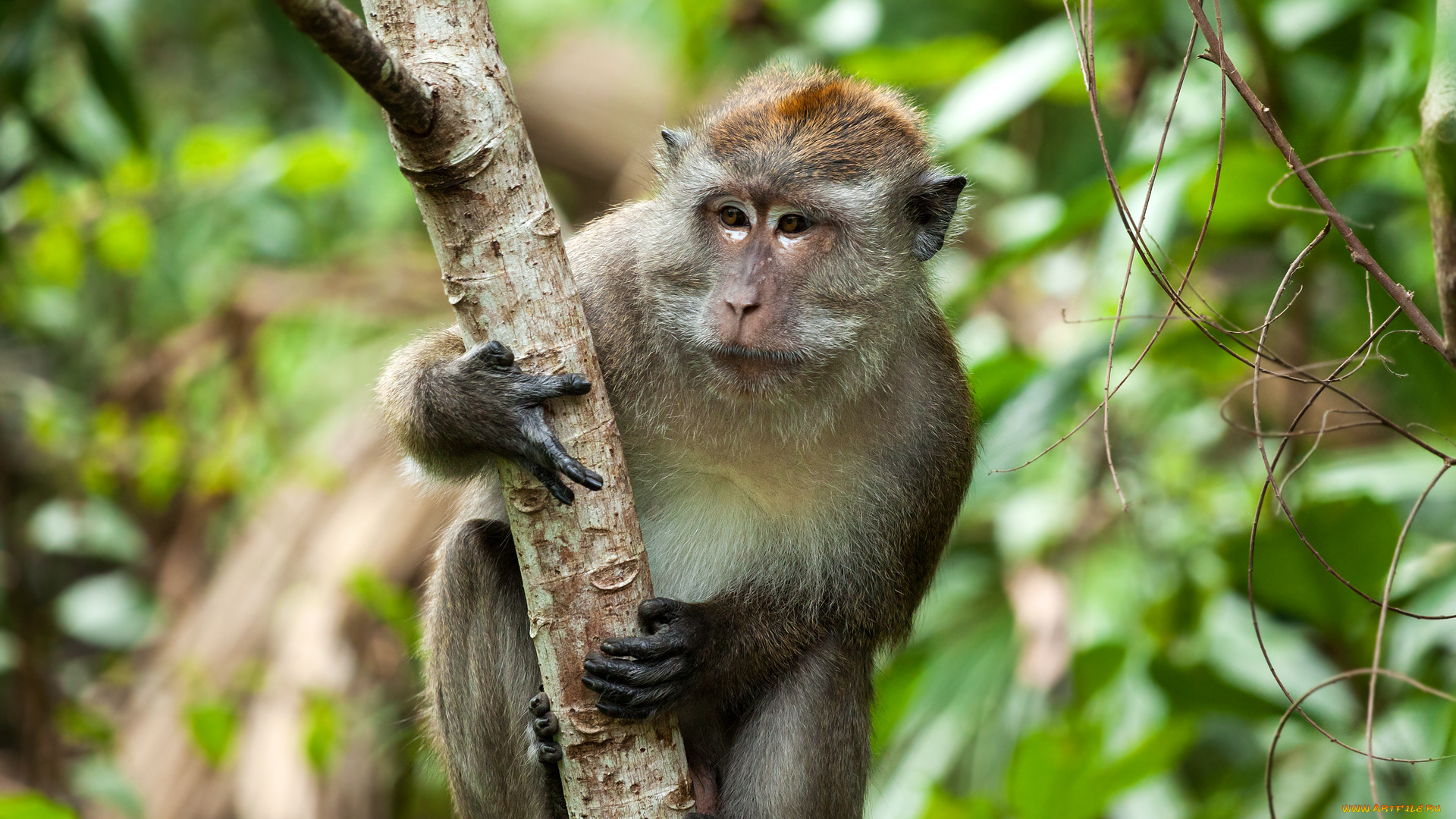 животные, обезьяны, обезьяна, макак-крабоед, природа, малайзия