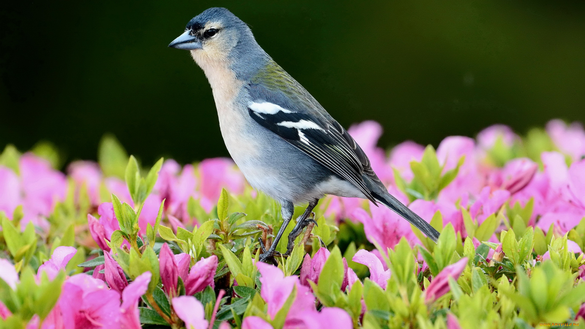 животные, птицы, fringilla, coelebs, moreletti, португалия, азорские, острова, azores, chaffinch, азоры, азорский, зяблик, фотоохота, сан, мигель