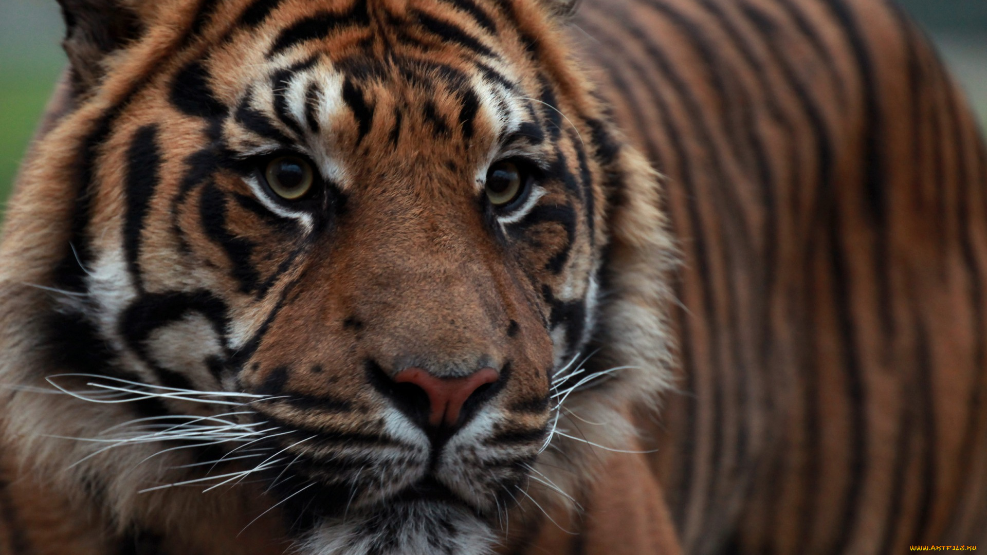 животные, тигры, профиль, взгляд, морда