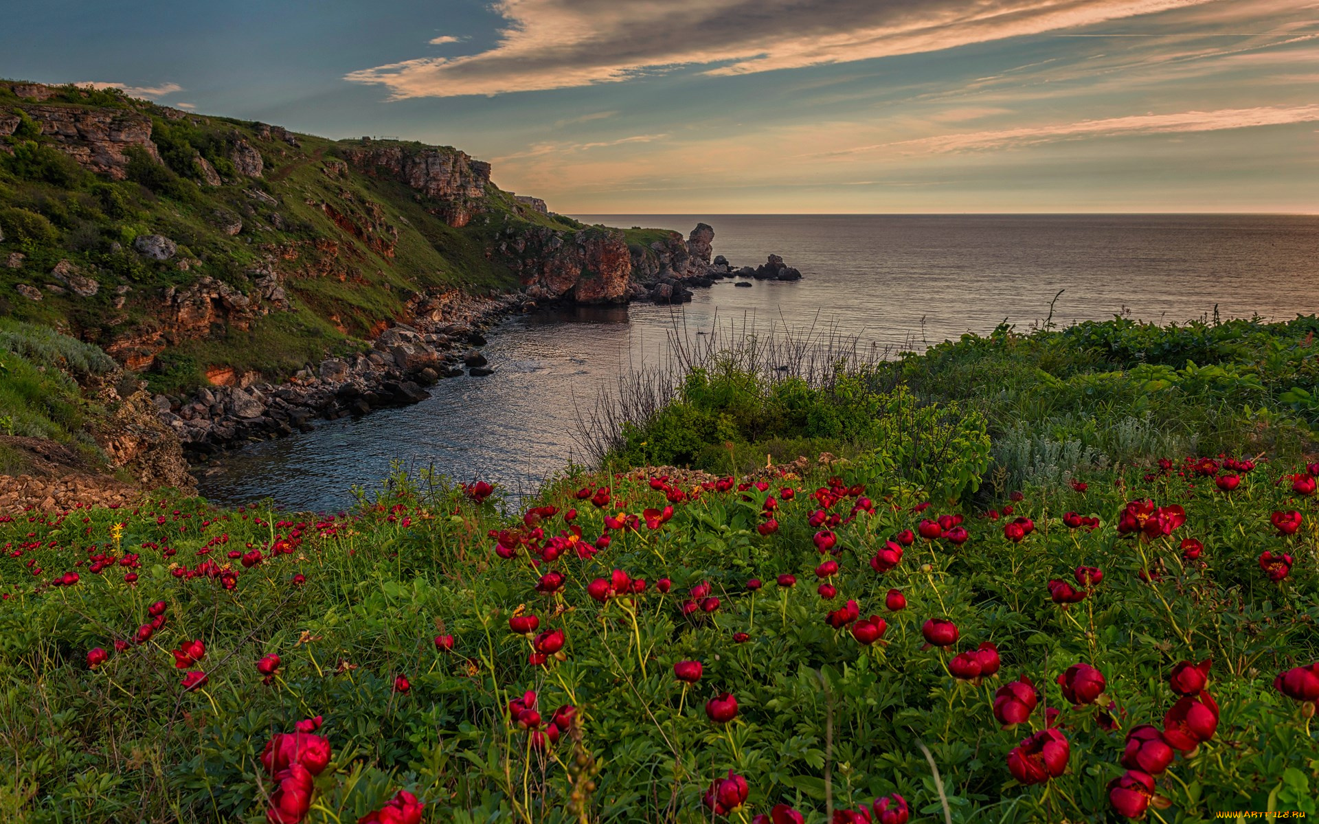 Природа черноморского. Болгария сарматское море пейзаж. Камен бряг Болгария Дикие пионы. Красота Болгарии (Черноморское побережье и горы);. Море скалы цветы.