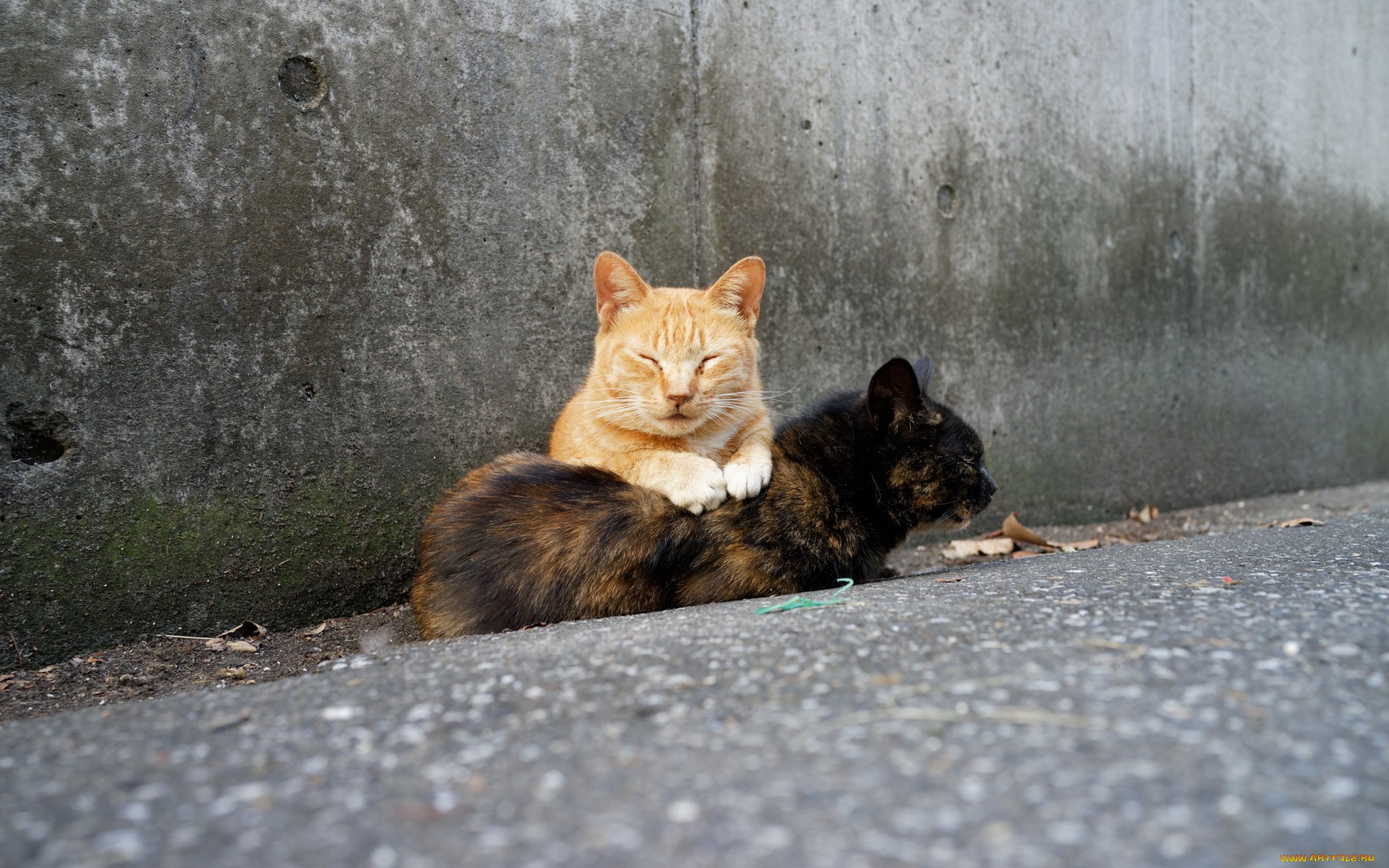 животные, коты, двое, отдых, улица