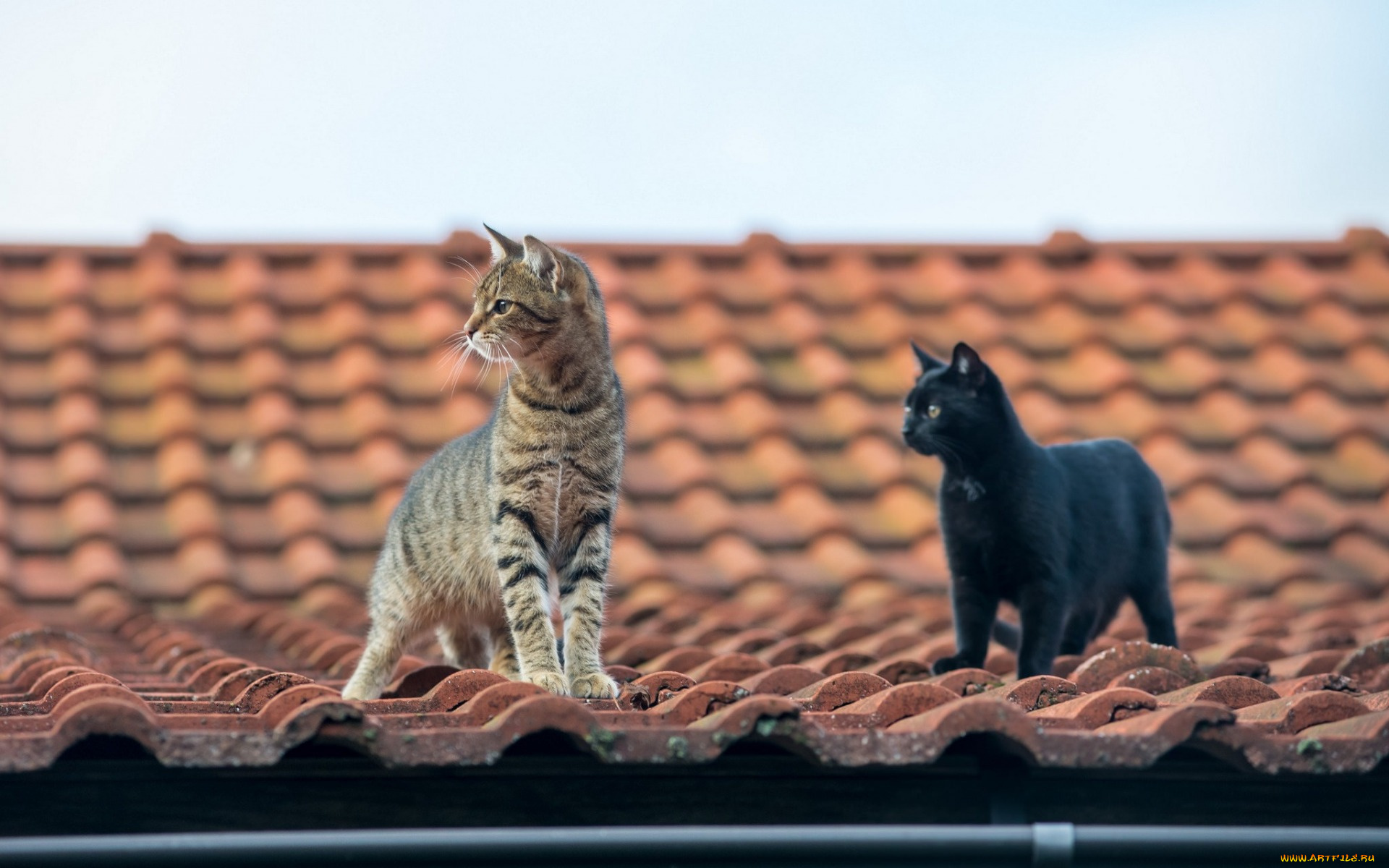 животные, коты, крыша, двое