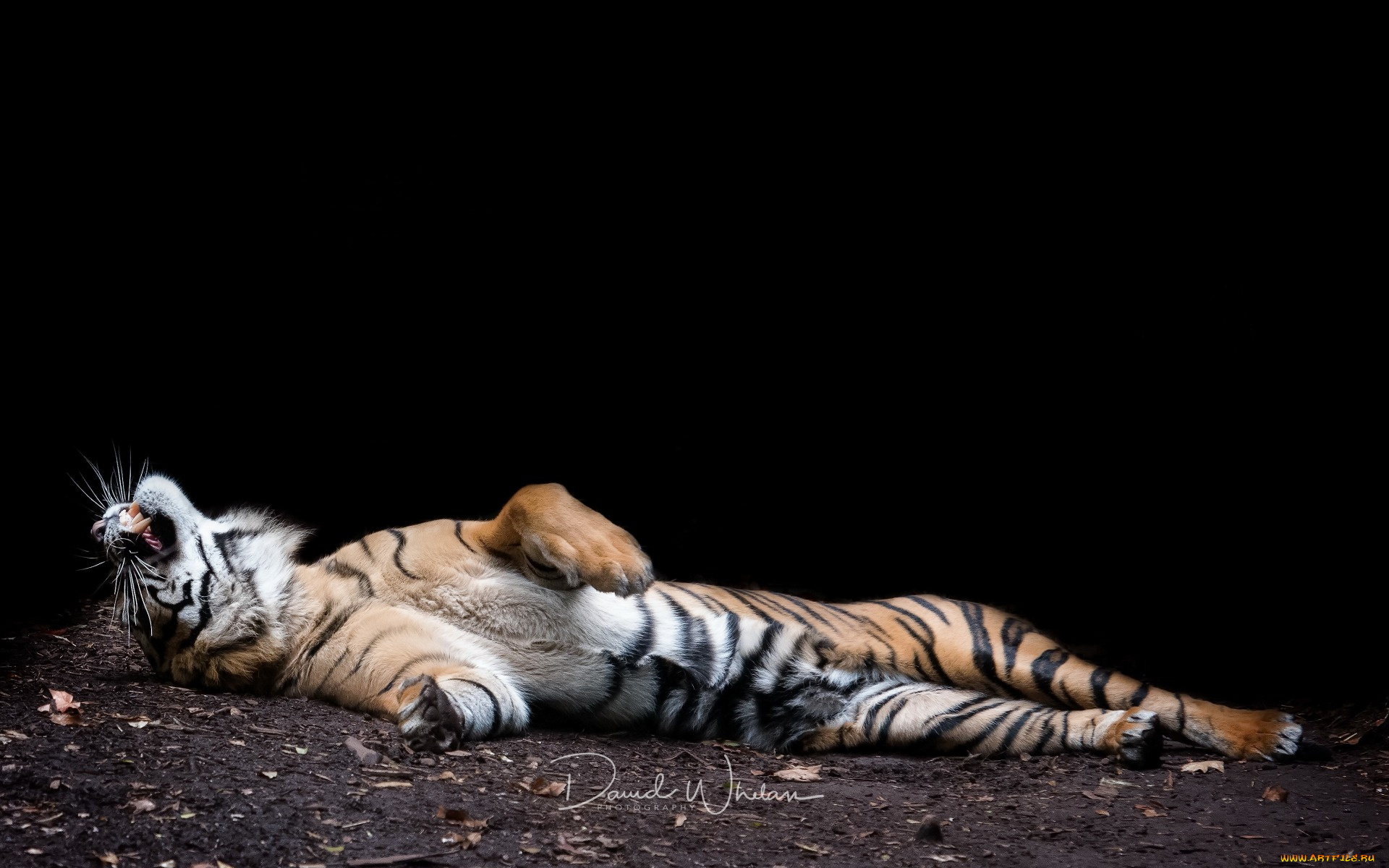 животные, тигры, отдых