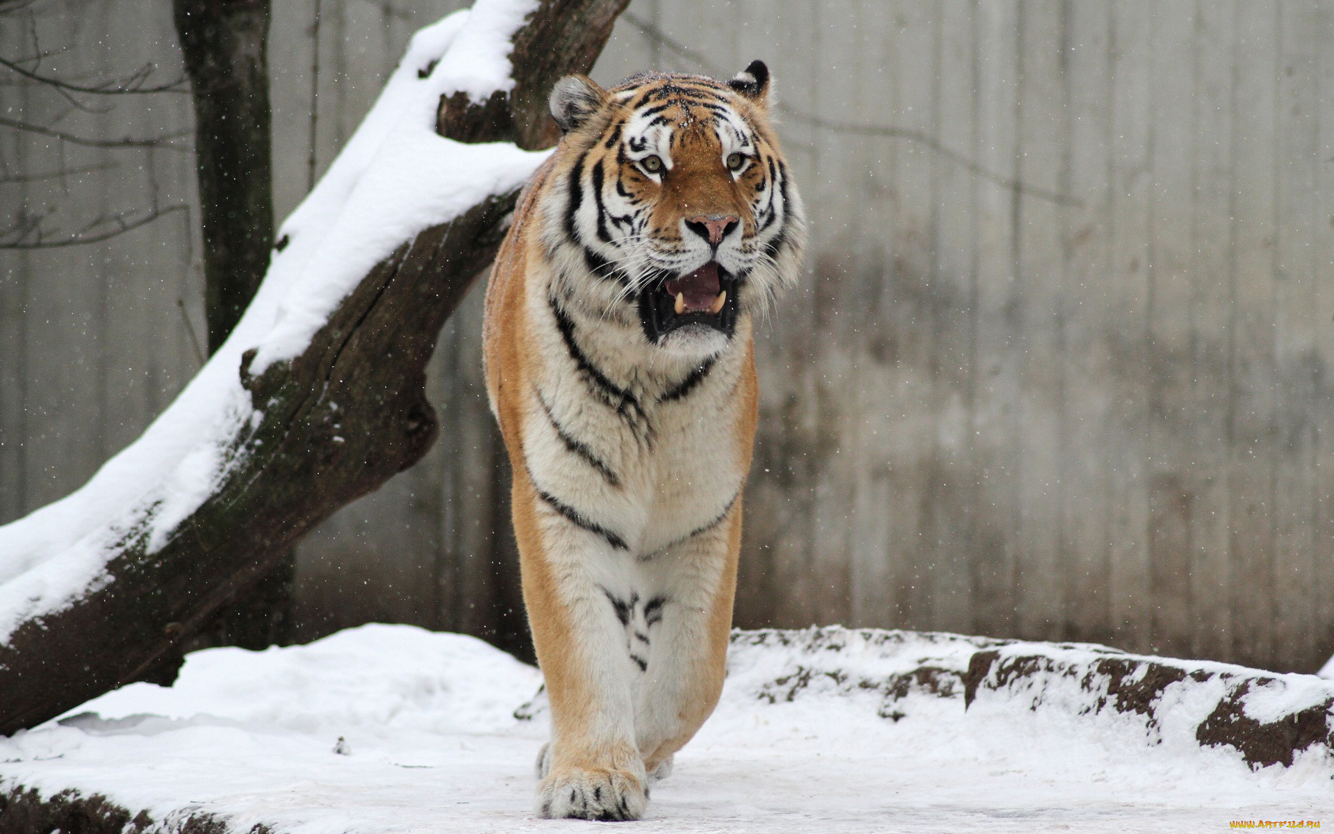 животные, тигры, профиль, снег, деревья