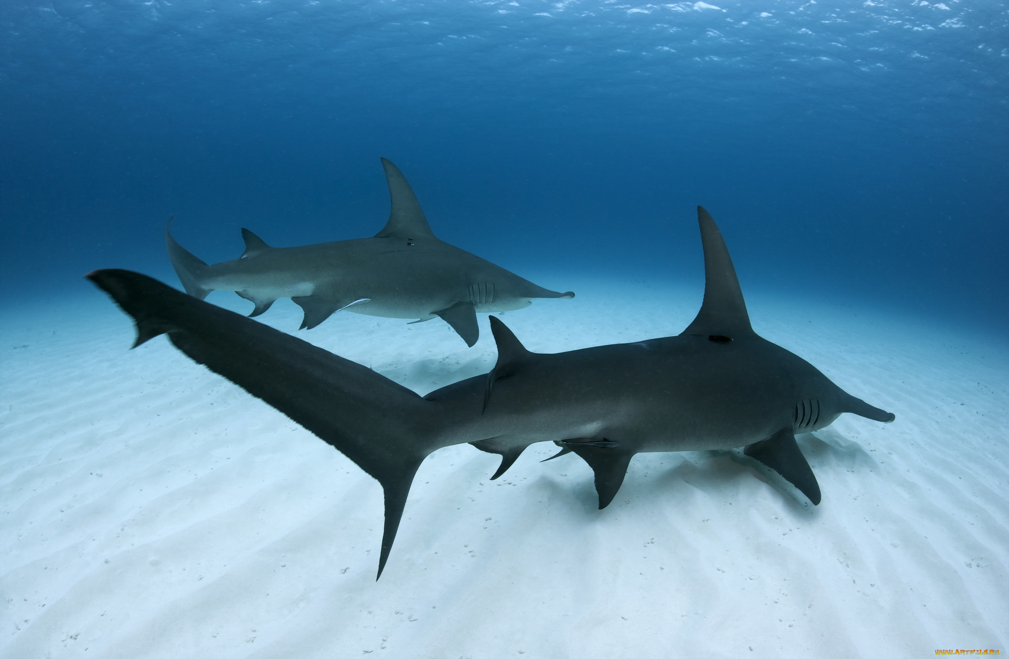 животные, акулы, море, рыбы, great, hammerhead, shark