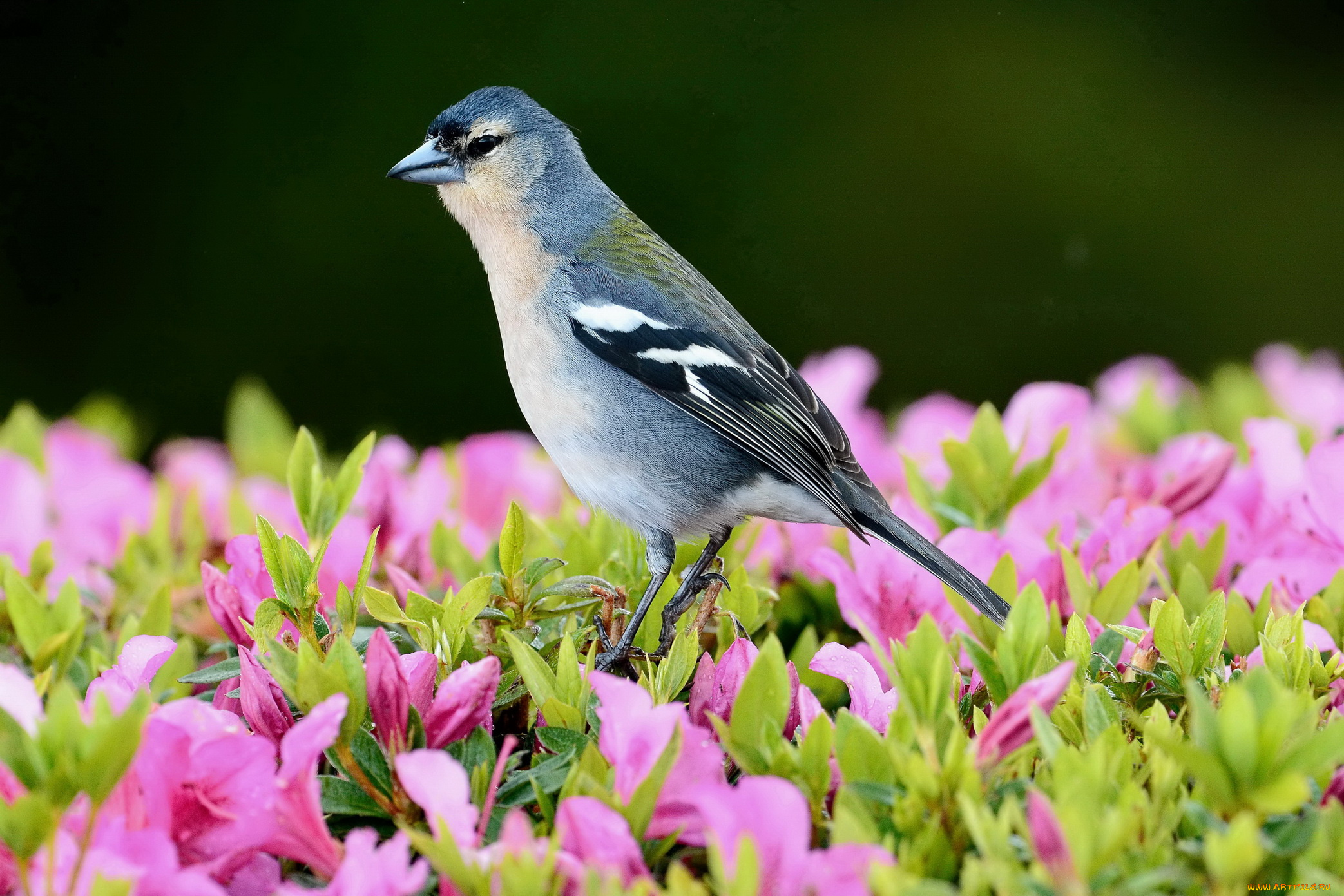 животные, птицы, fringilla, coelebs, moreletti, португалия, азорские, острова, azores, chaffinch, азоры, азорский, зяблик, фотоохота, сан, мигель