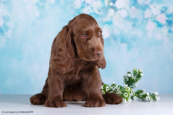 Картинка животные собаки зелень собака боке фон отдых цветы ветка