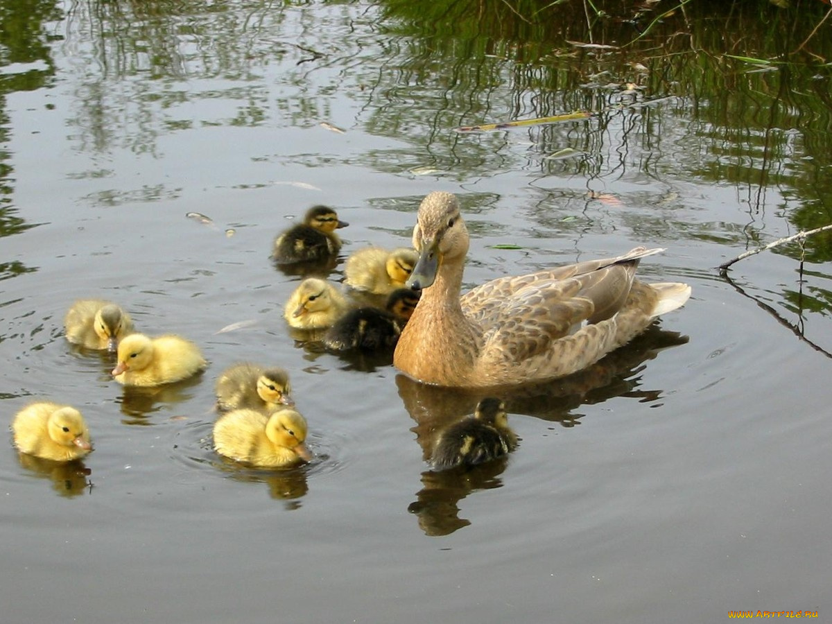 mom, duck, 10, kids, животные, утки