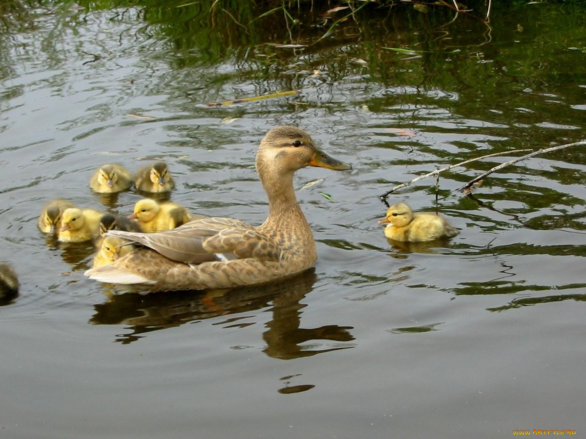 mom, duck, kids, животные, утки