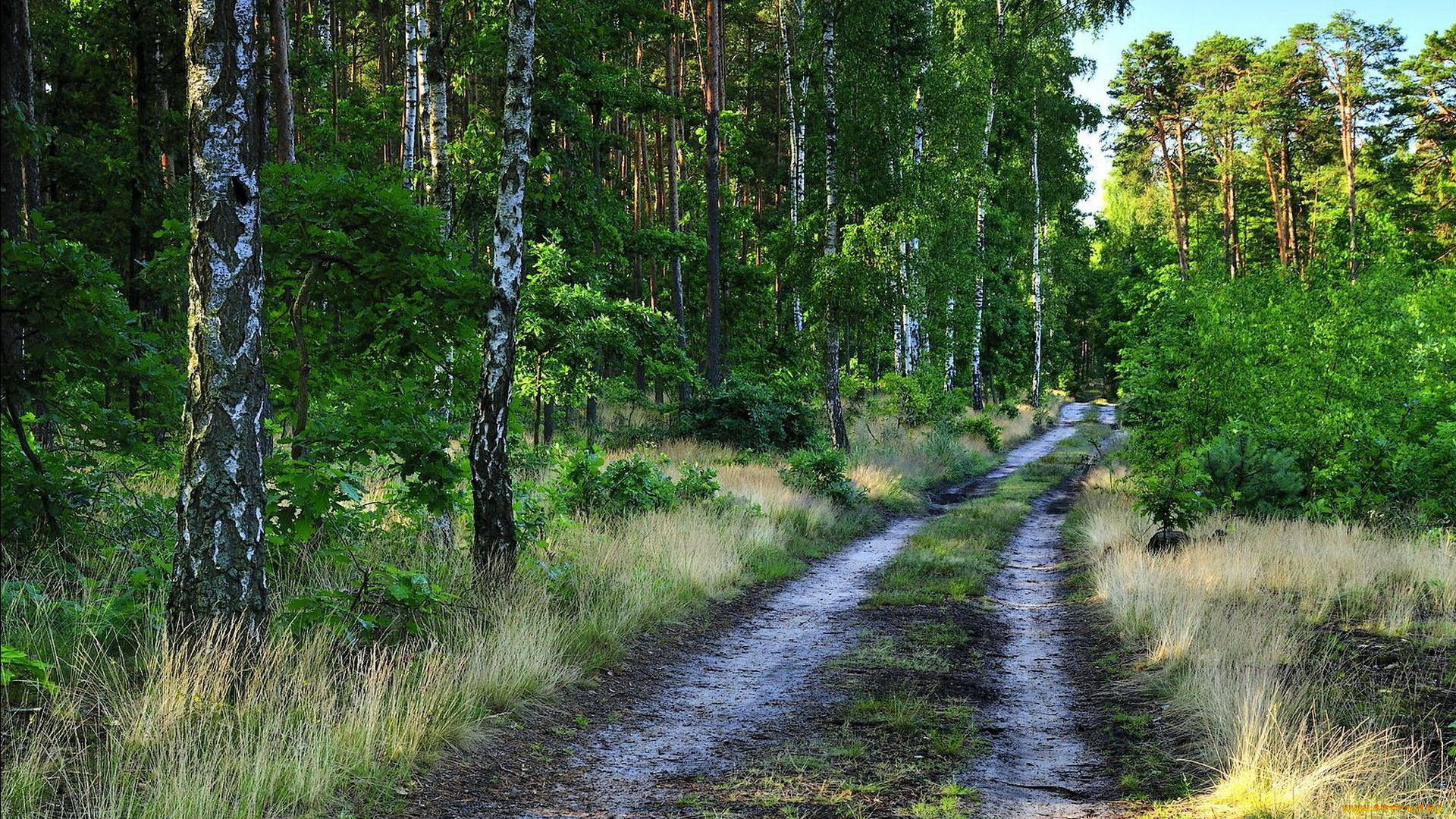 природа, дороги, берёзы, лес