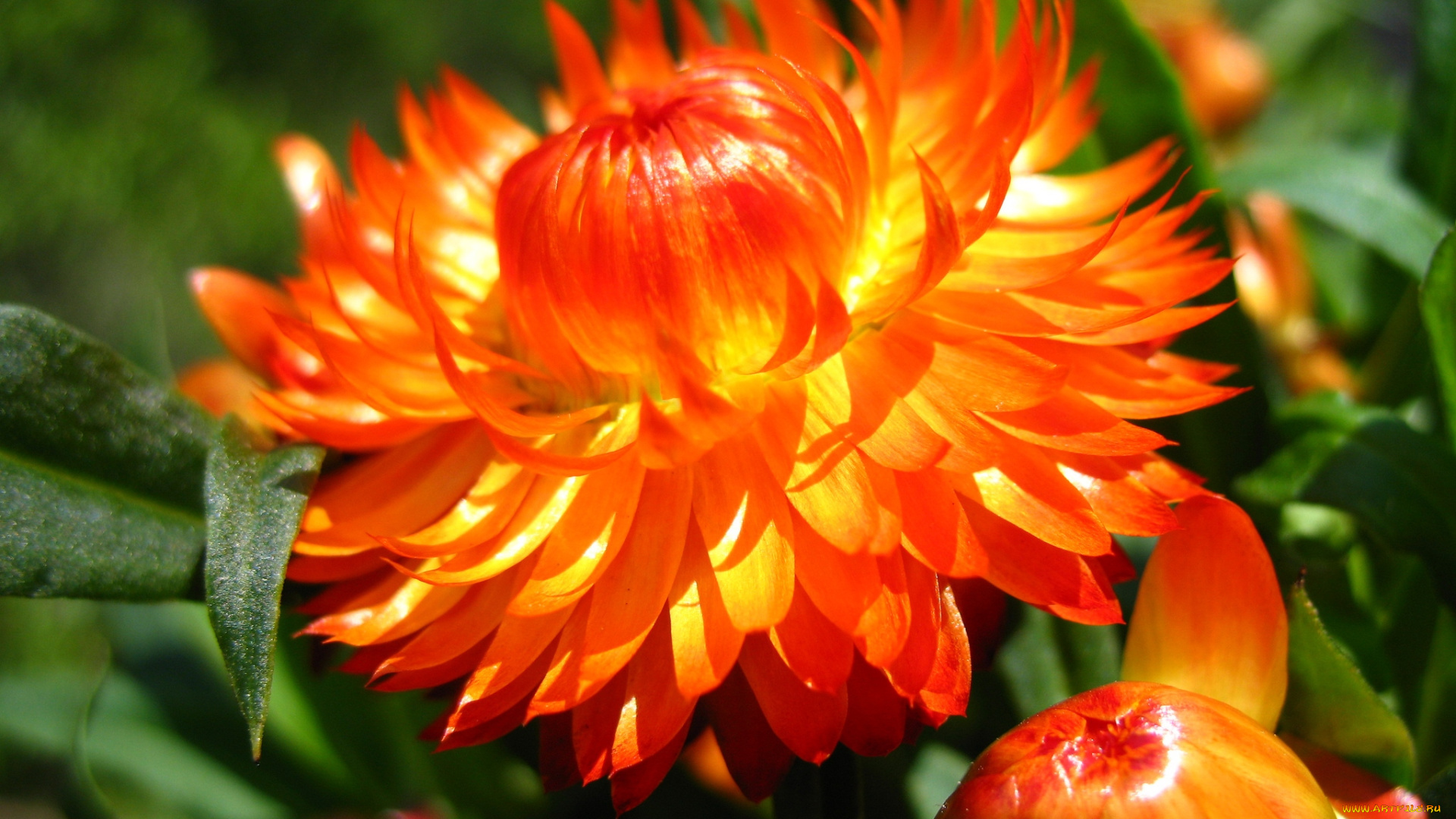 цветы, бессмертник, оранжевый