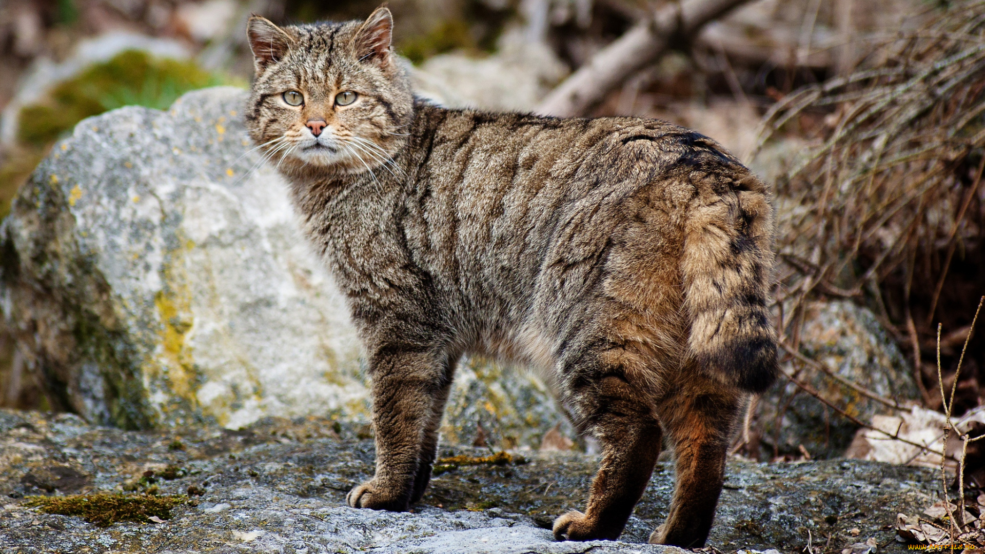 животные, дикие, кошки, дикий, гордый