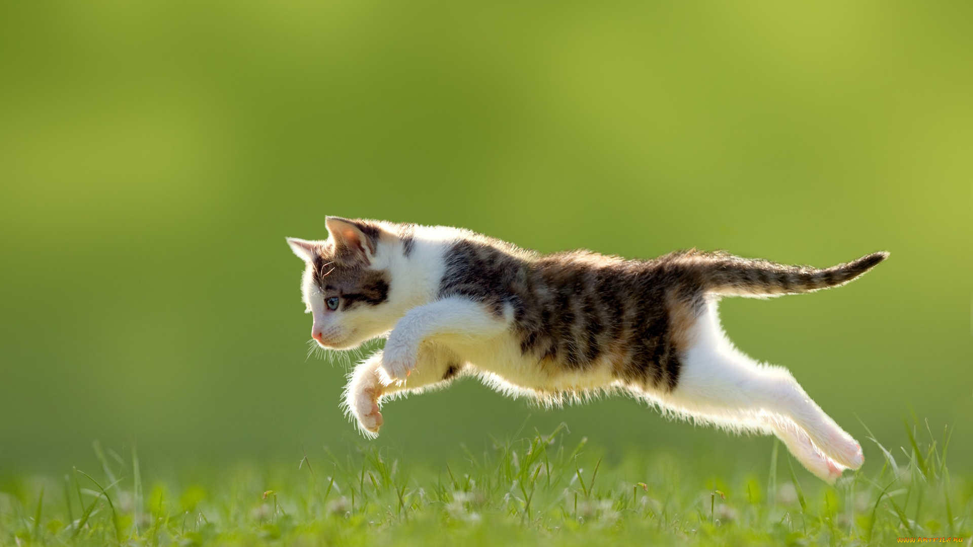 животные, коты, голубоглазый, прыжок, трава, котёнок