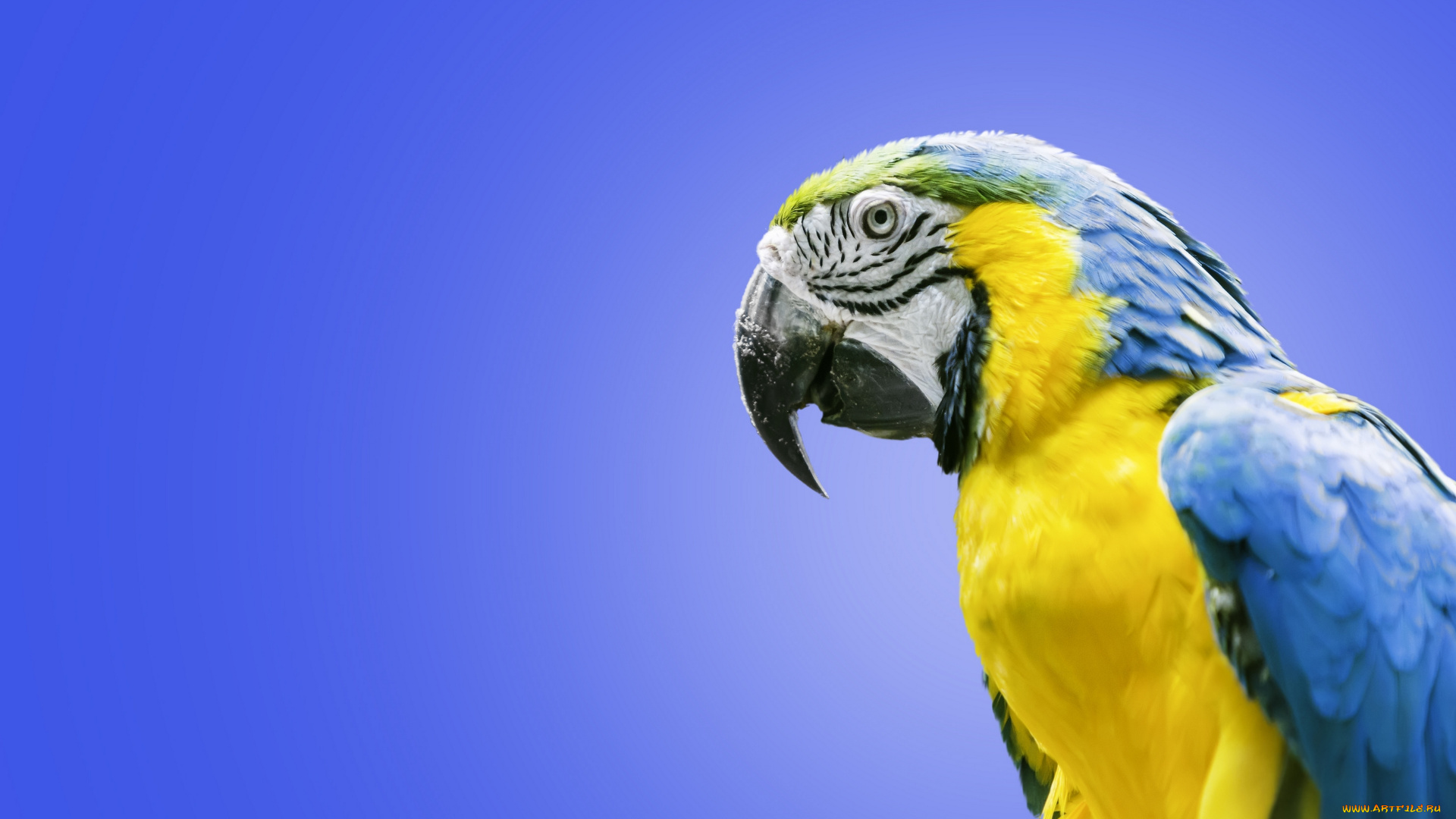 животные, попугаи, птица, ара, попугай, сине-жёлтый