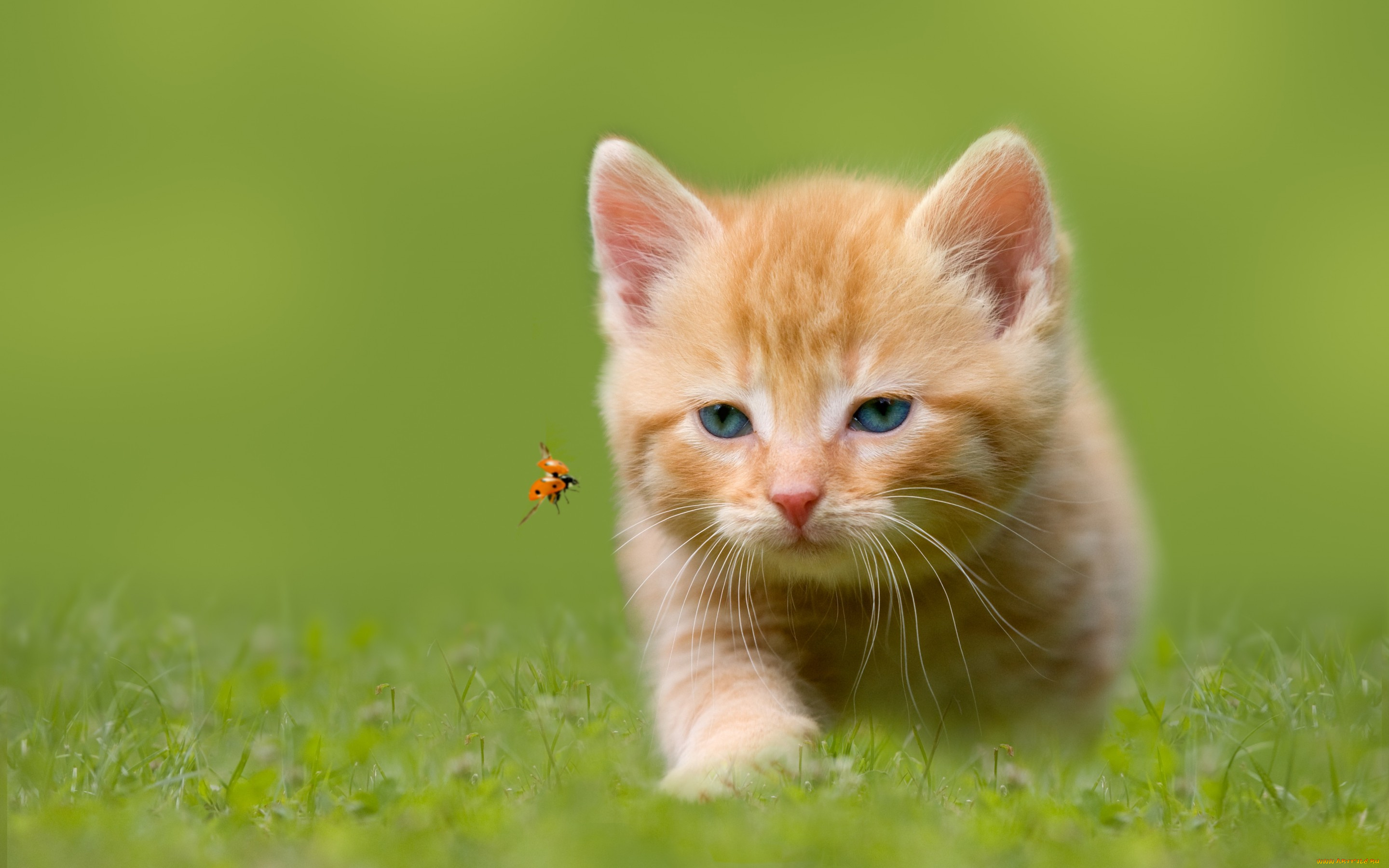 природа животные кот котенок рыжий скачать