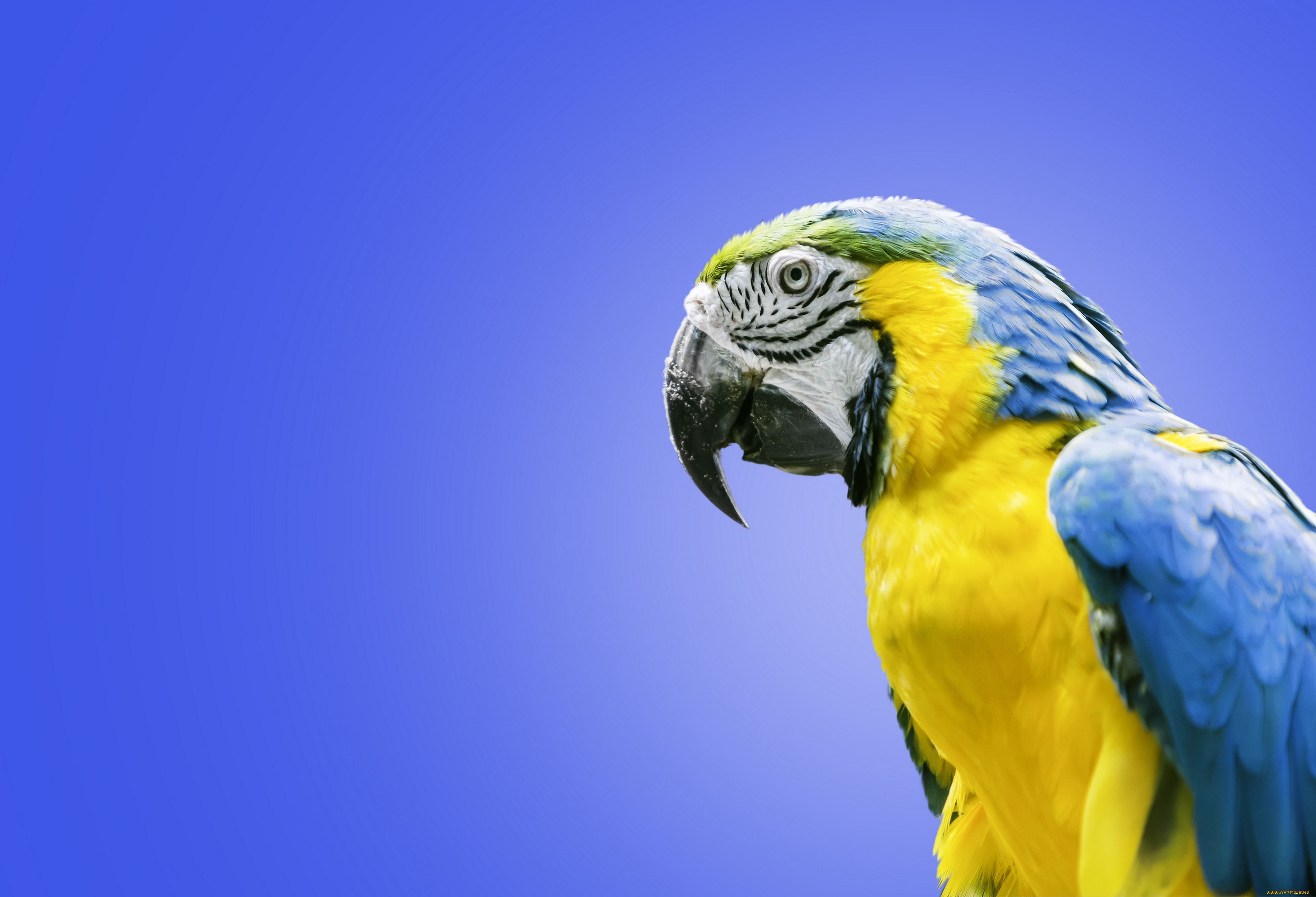 животные, попугаи, птица, ара, попугай, сине-жёлтый