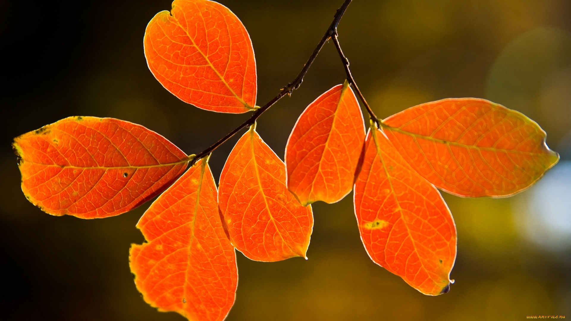 природа, листья, осень, макро