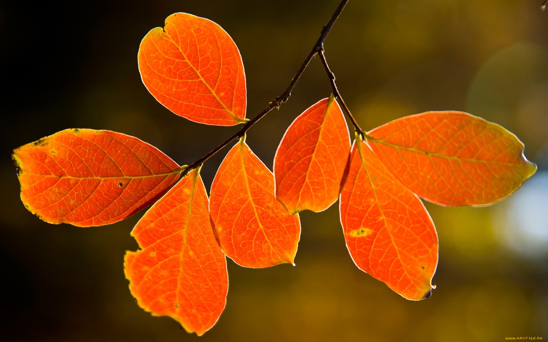 природа, листья, осень, макро