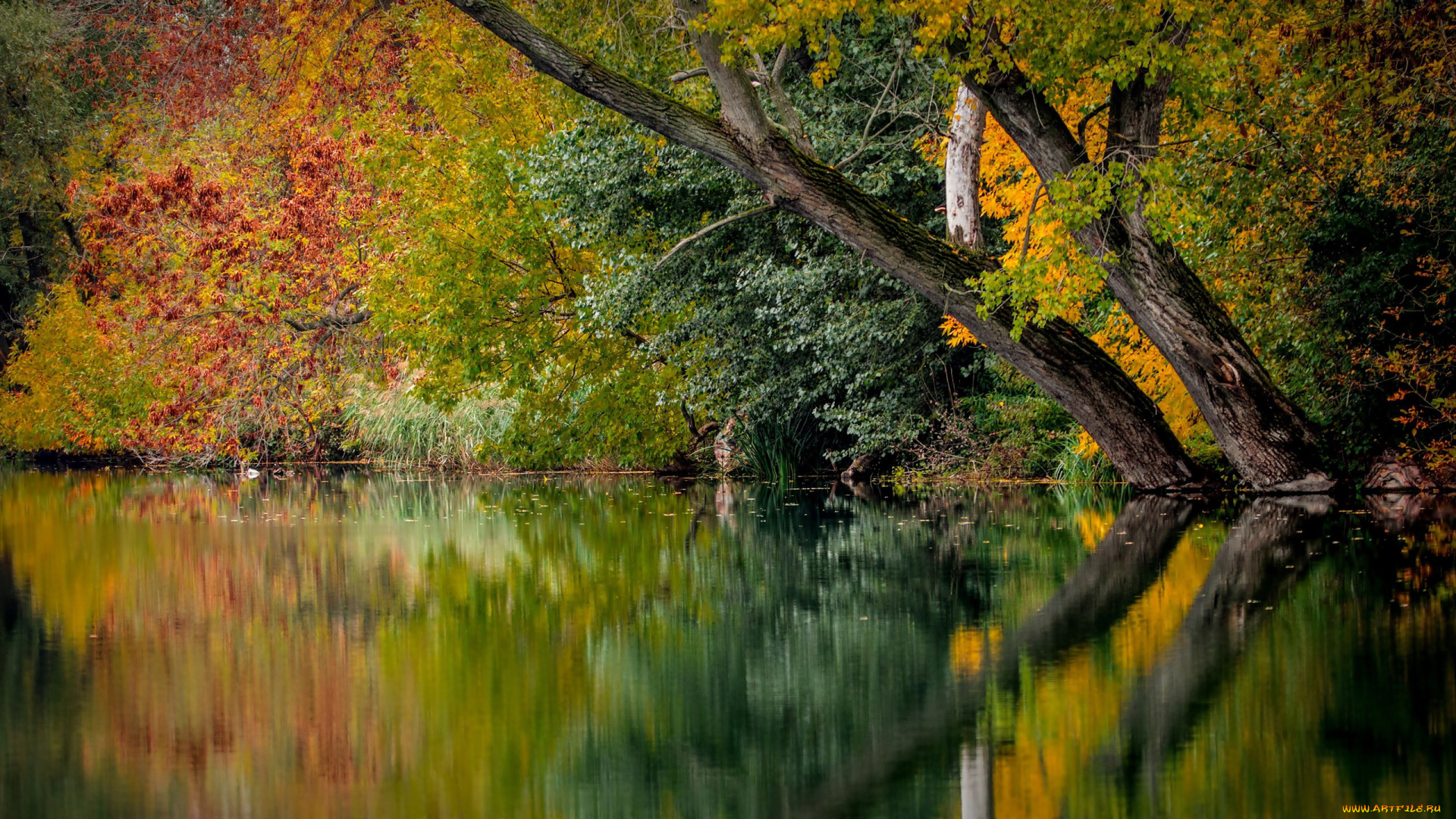 природа, реки, озера, отражение, вода, осень
