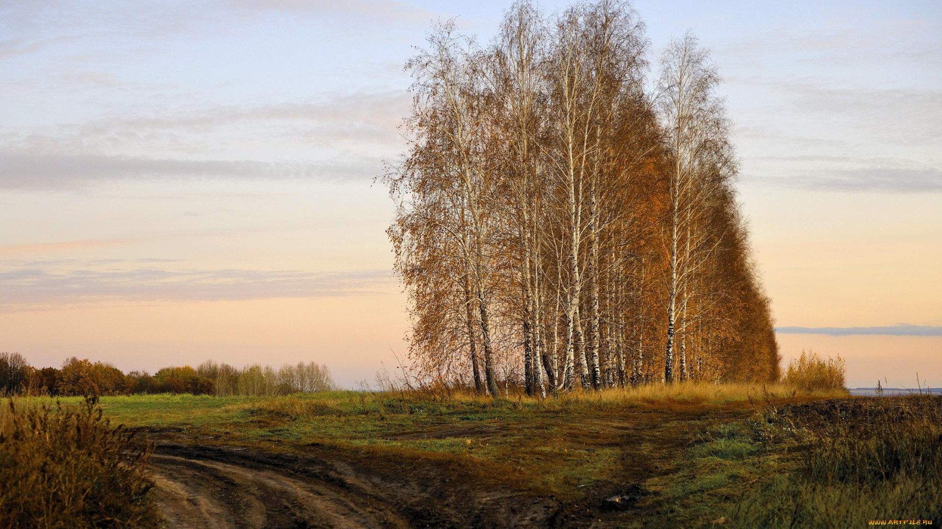 природа, деревья, поле, осень, берёзы