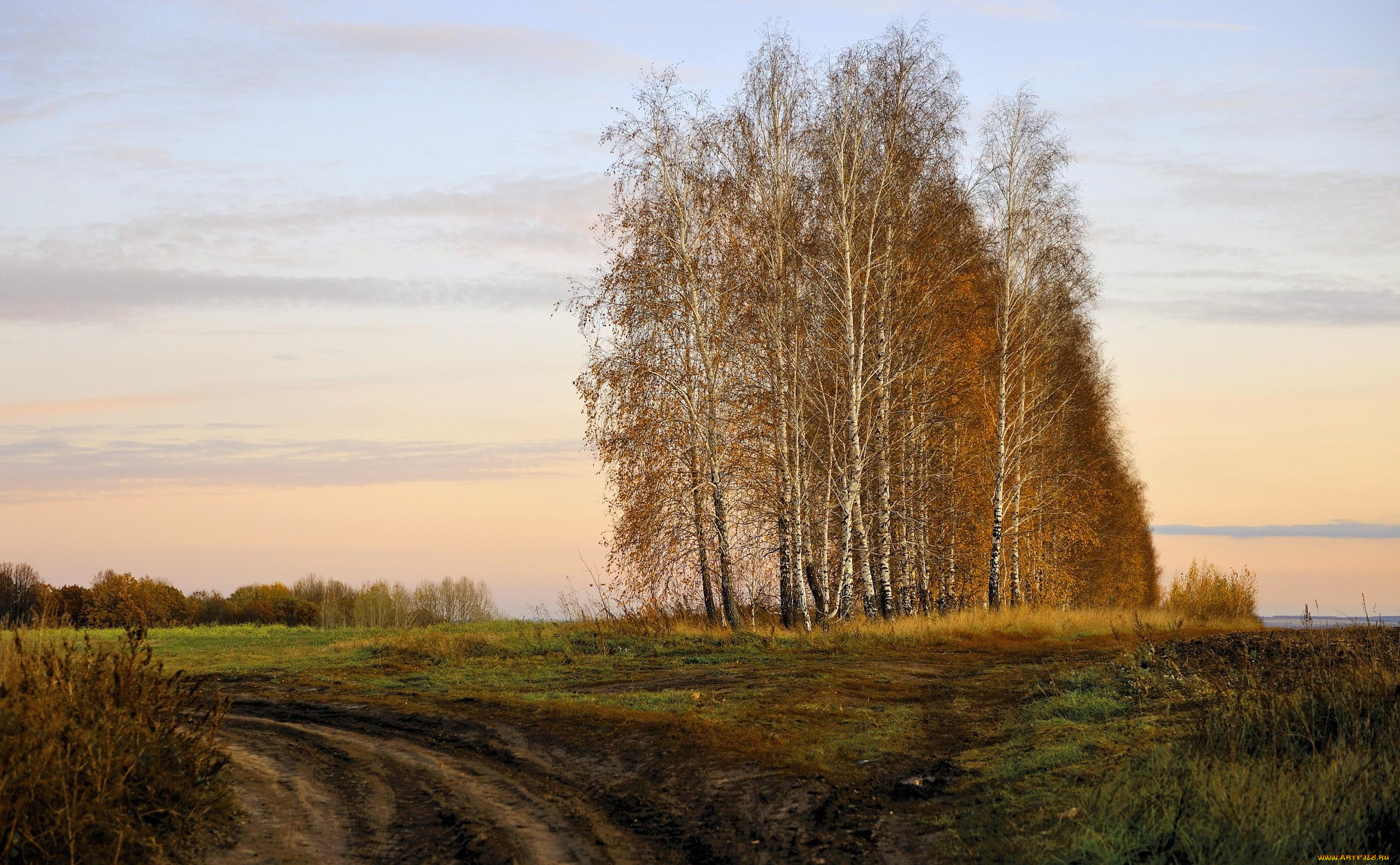 природа, деревья, поле, осень, берёзы