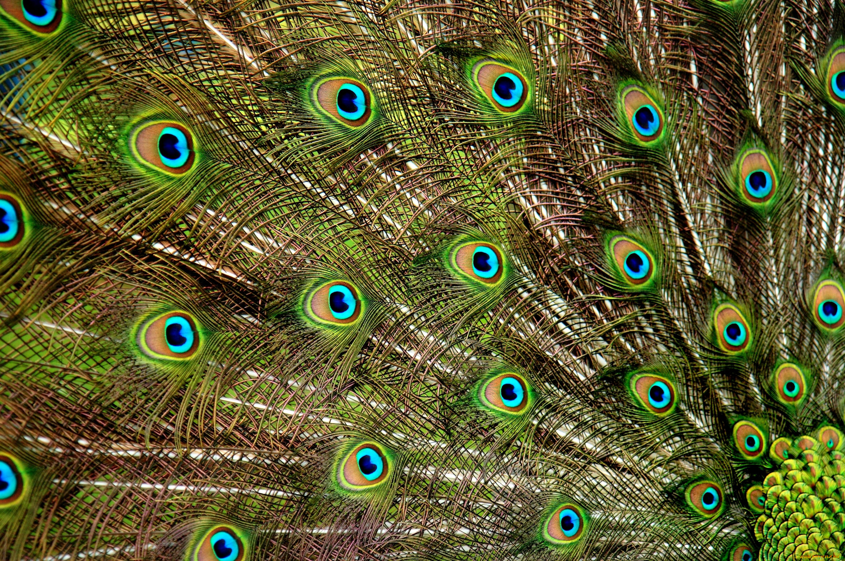 хвост павлин перья tail peacock feathers скачать