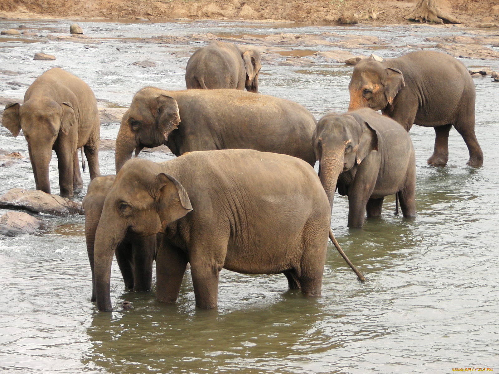 животные, слоны, река