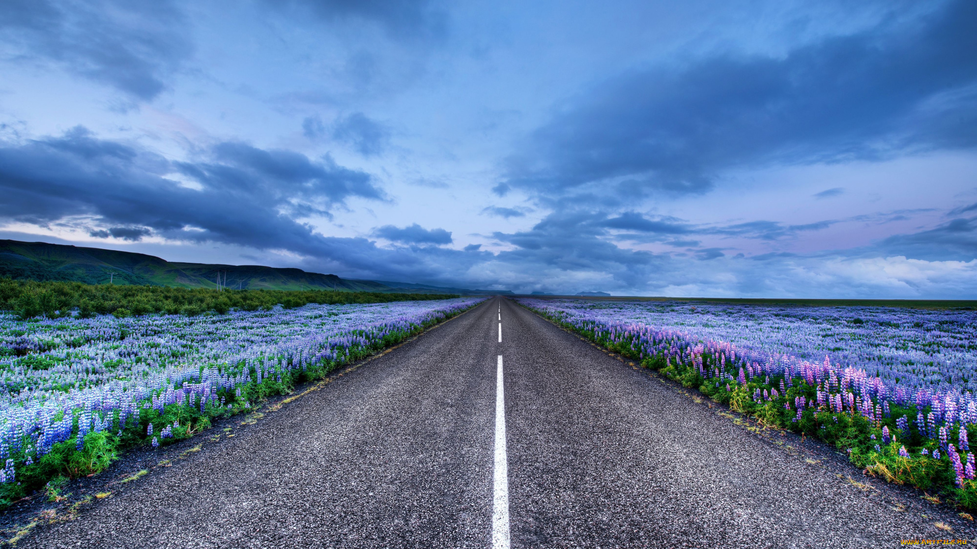 природа, дороги, iceland, исландия, луга, цветы, люпин, горизонт