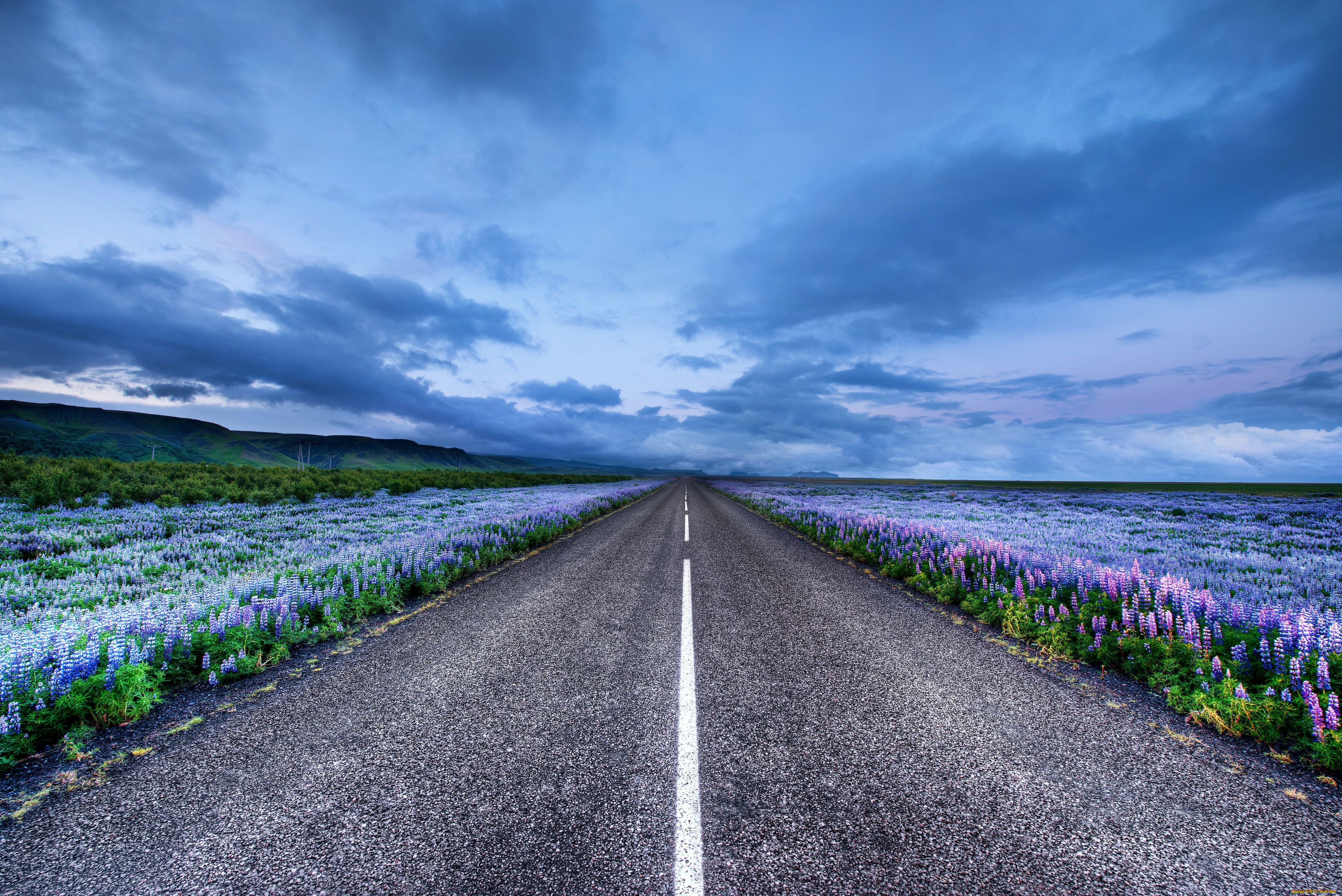 природа, дороги, iceland, исландия, луга, цветы, люпин, горизонт