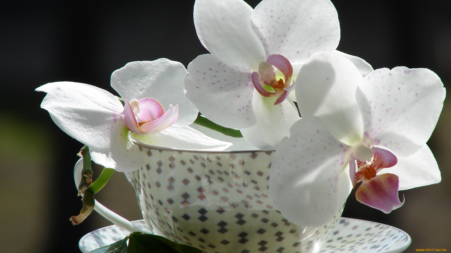 цветы, орхидеи, чашка