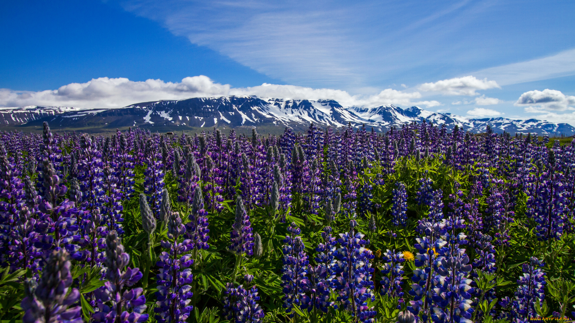 thorshofn, nordur, tingeyjarsysla, iceland, цветы, люпин, тоурсхёбн, nordur-tingeyjarsysla, исландия, луг, горы