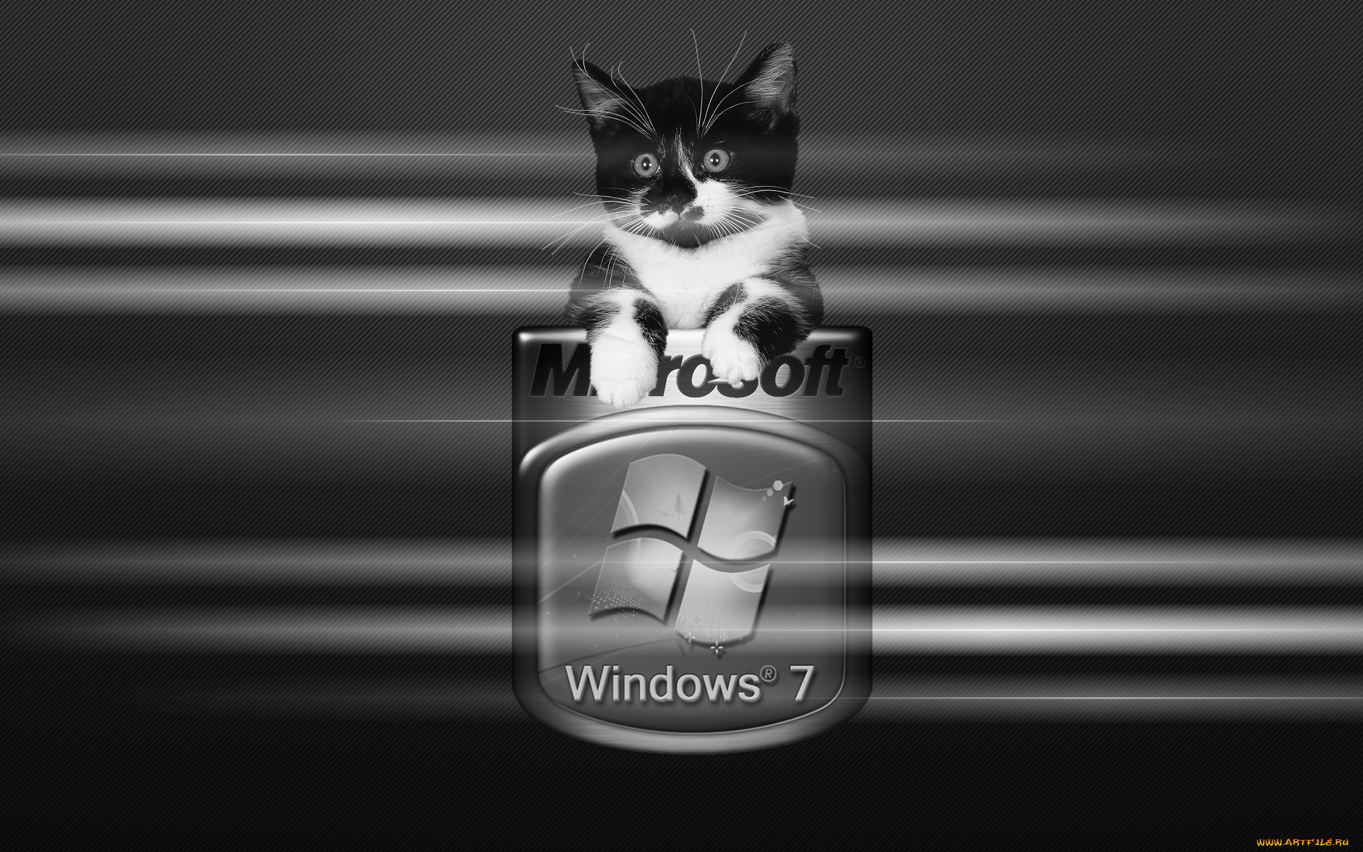 компьютеры, windows, vienna, логотип, фон, котик