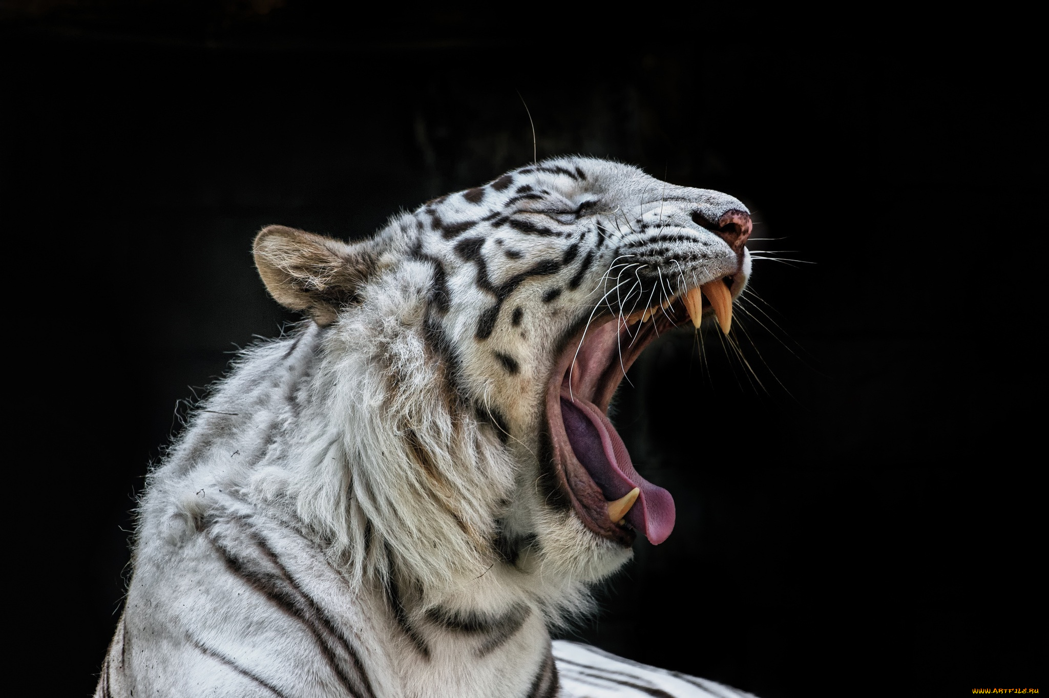 животные, тигры, клыки, темный, фон, пасть, зевает, белый, тигр
