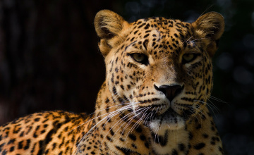 Картинка животные леопарды леопард темный фон тень морда