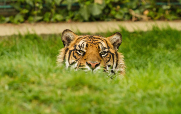 Картинка животные тигры морда тигр выглядывает трава