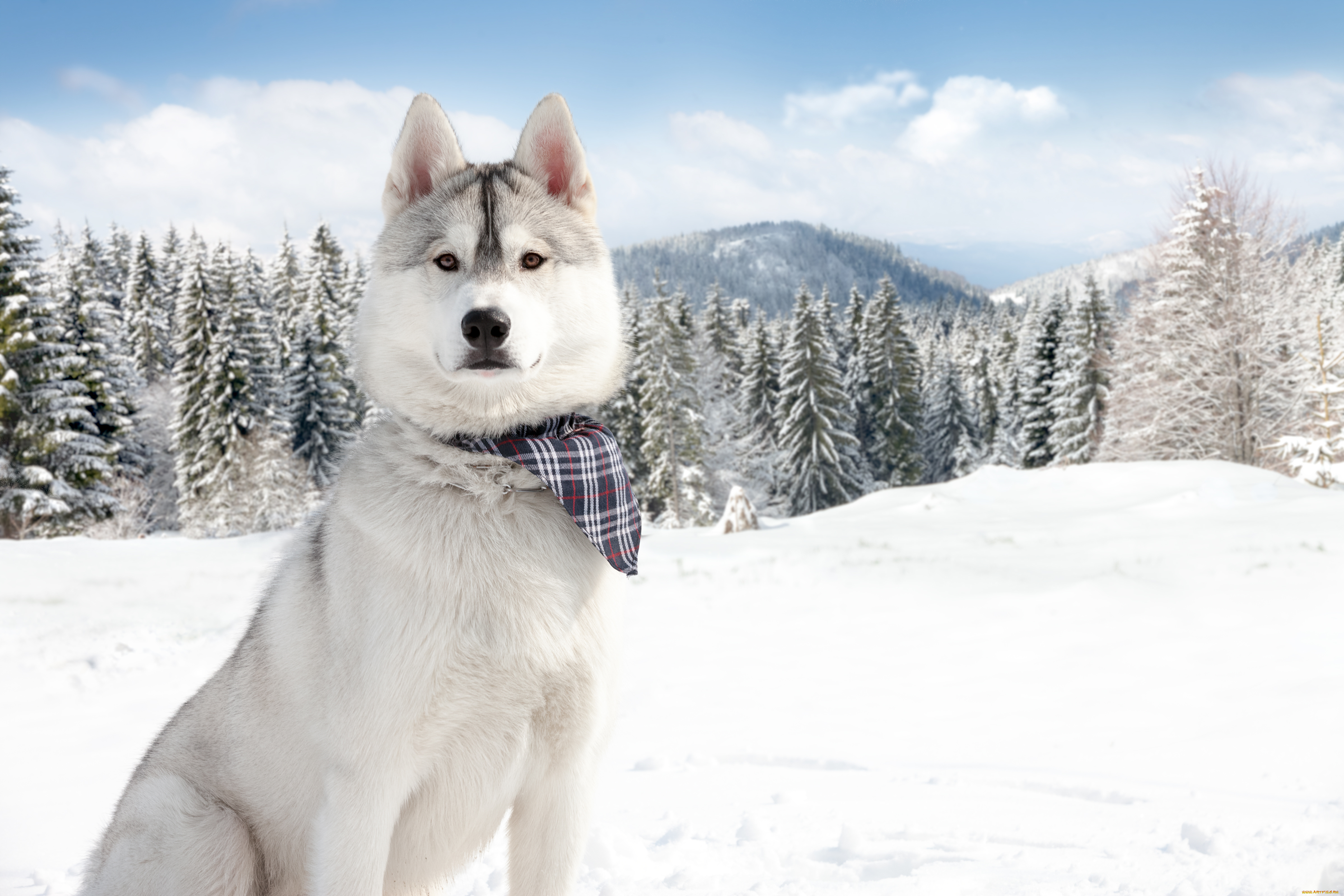 животные, собаки, зима, снег, природа