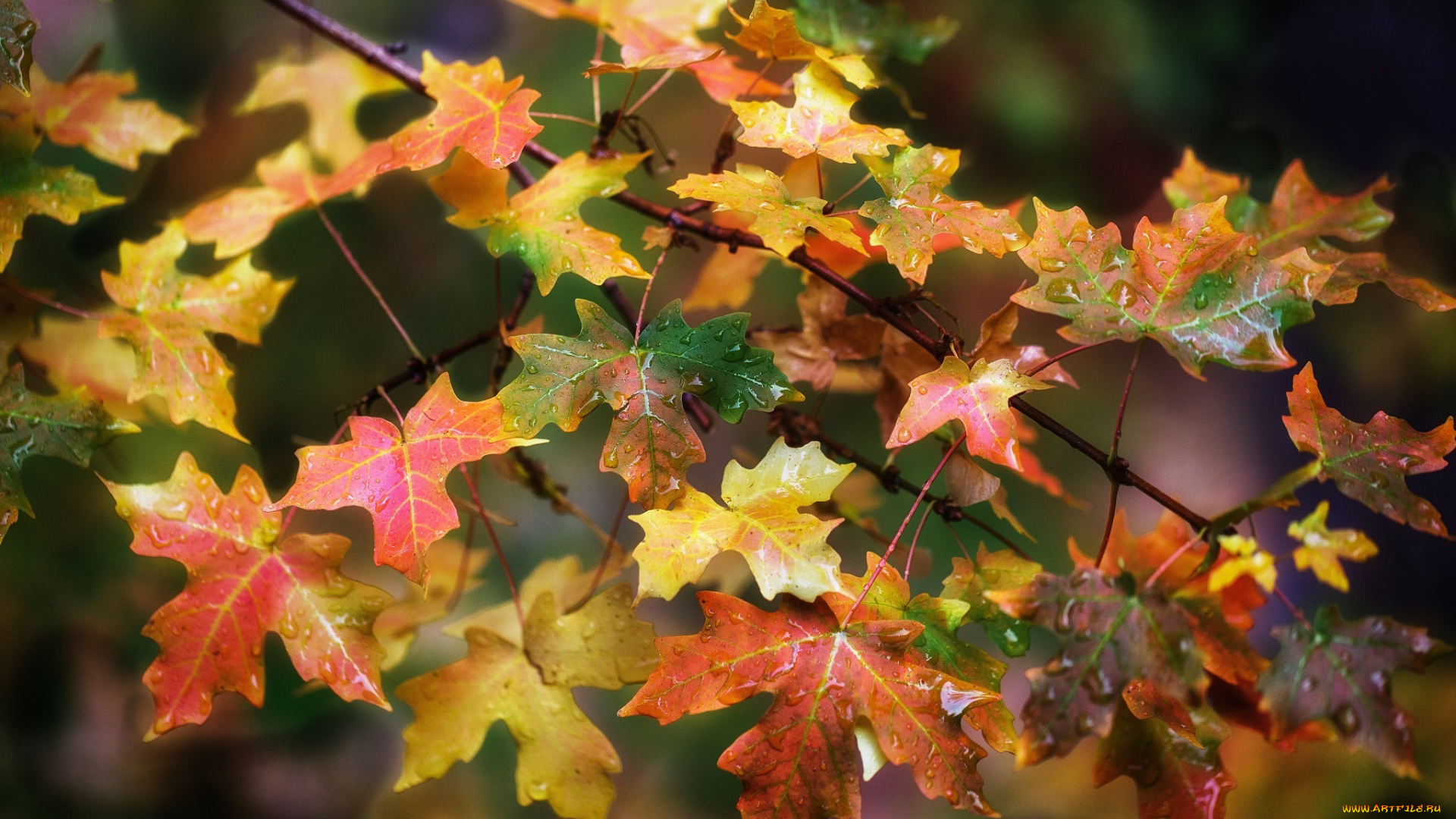 природа, листья, ветка, осень, цвета, макро, капли