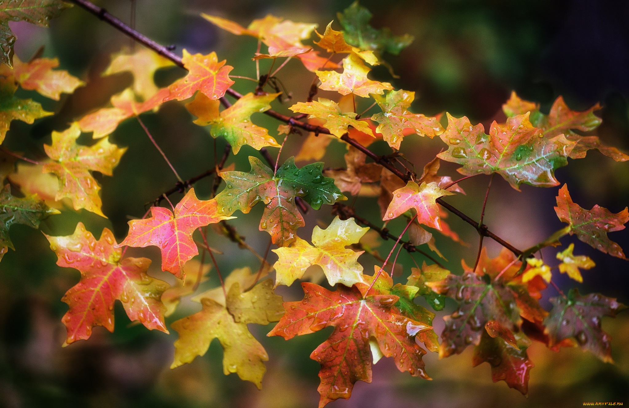 природа, листья, ветка, осень, цвета, макро, капли
