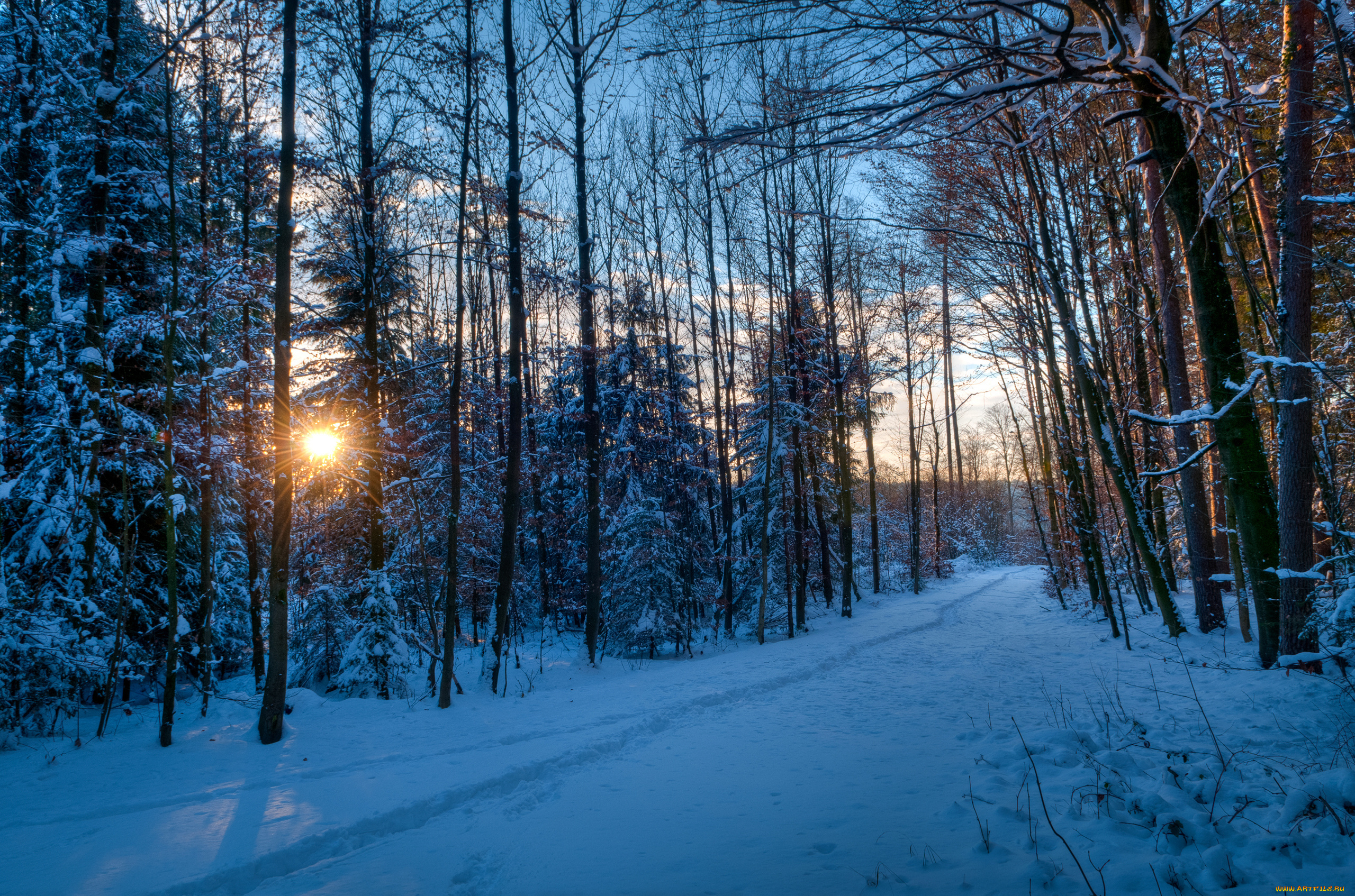 снег лес лучи snow forest rays загрузить