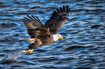Картинка животные птицы+-+хищники полет крылья орлан рыба добыча рыбалка вода брызги