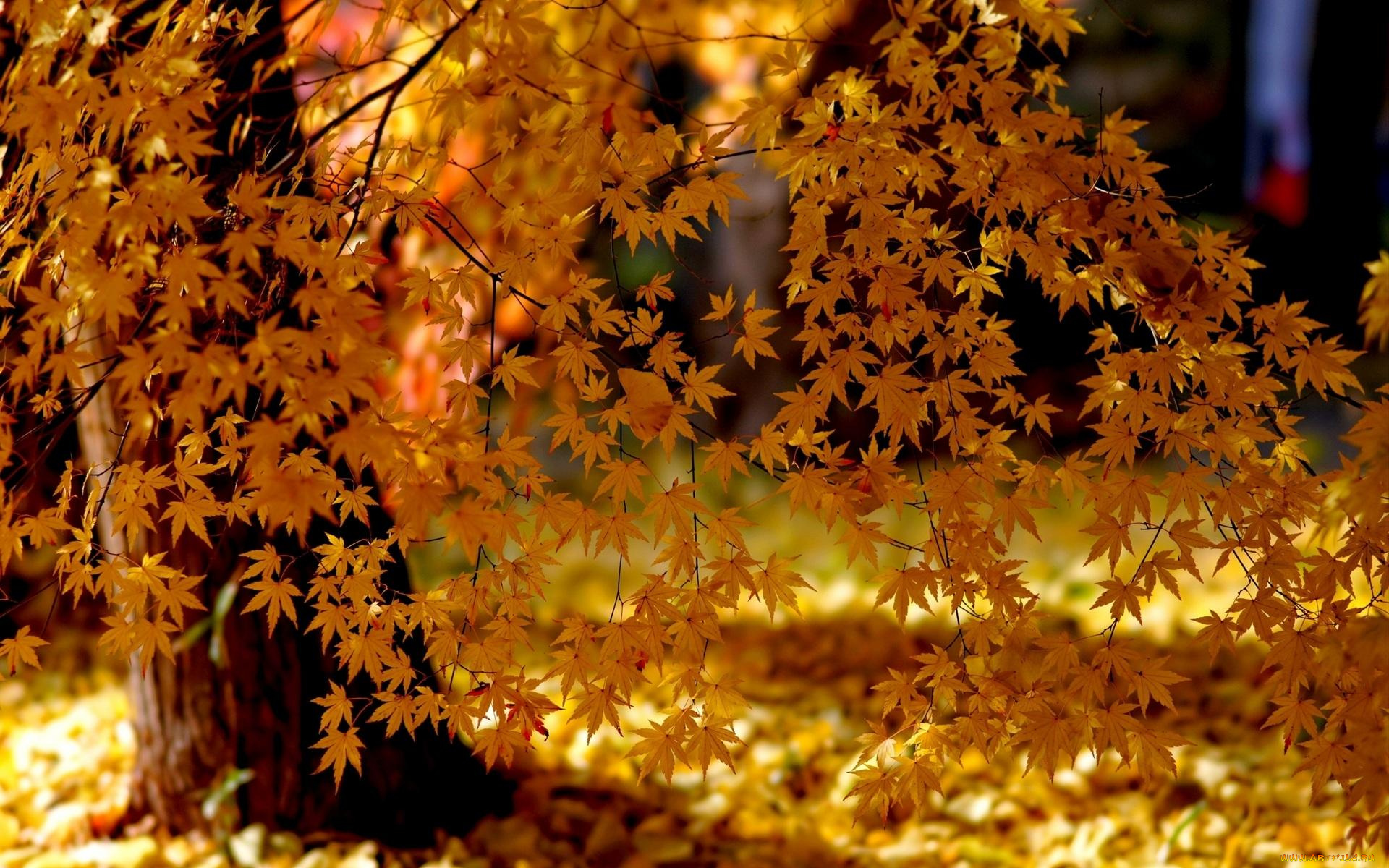 природа, листья, ветки, осень, дерево, клен