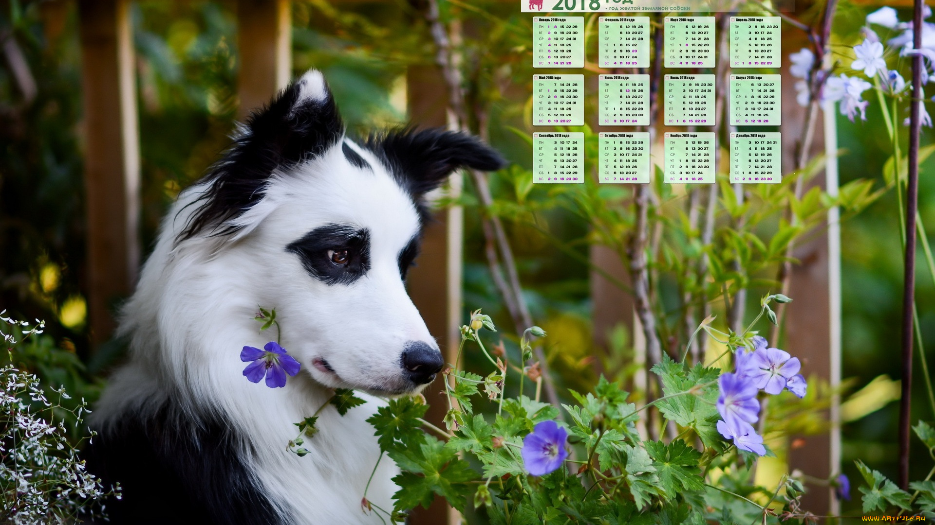календари, животные, собака, растение, взгляд, морда