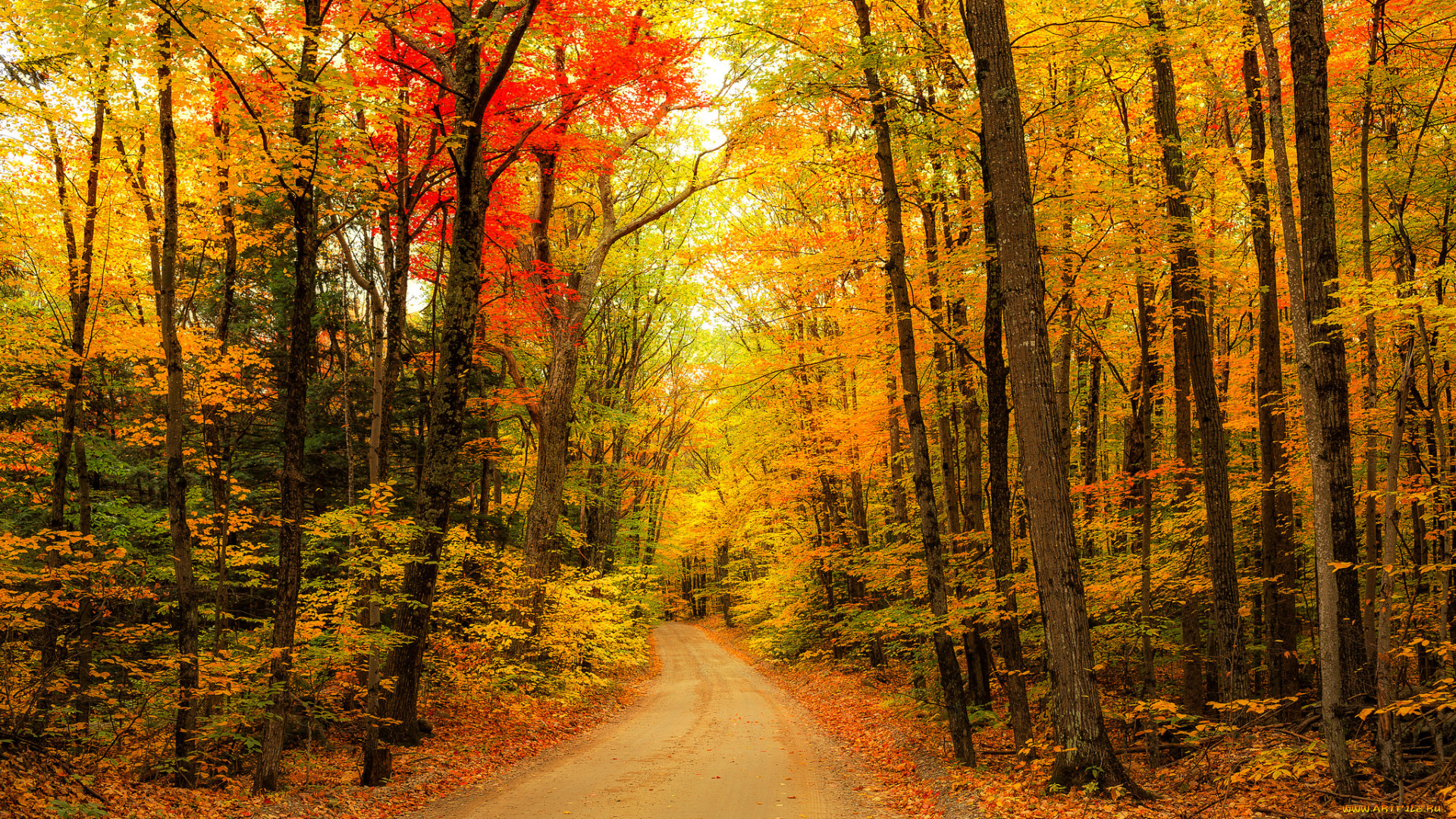 природа, дороги, деревья, пейзаж, дорога, осень, лес