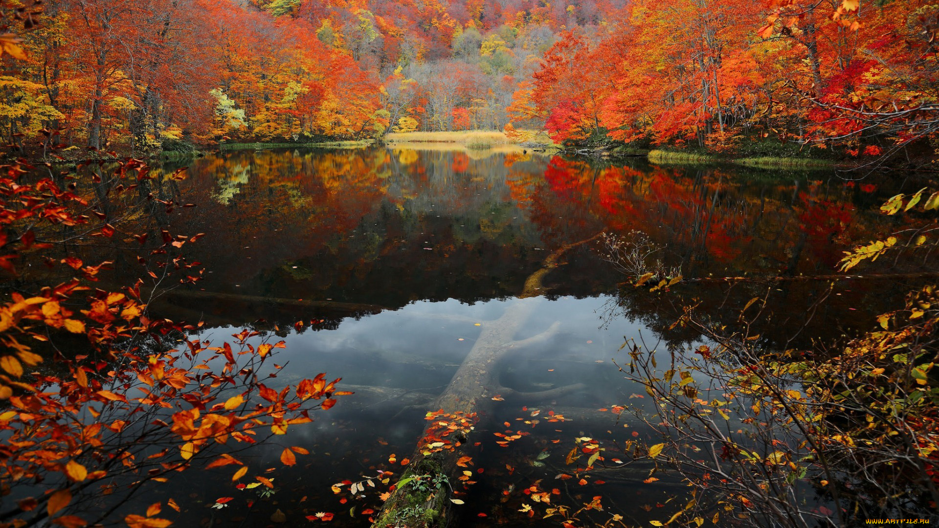 природа, реки, озера, деревья, отражение, пруд, листопад, осень