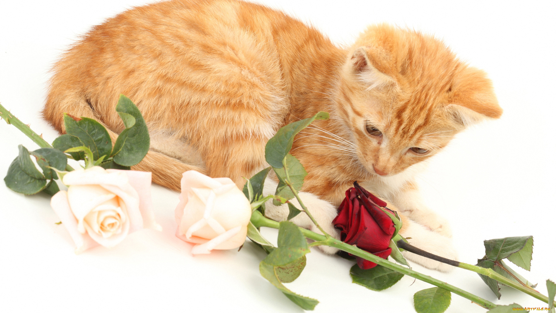 животные, коты, рыжий, котенок, с, розами