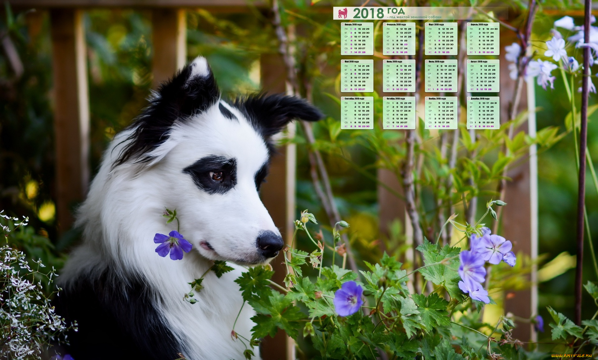 календари, животные, собака, растение, взгляд, морда