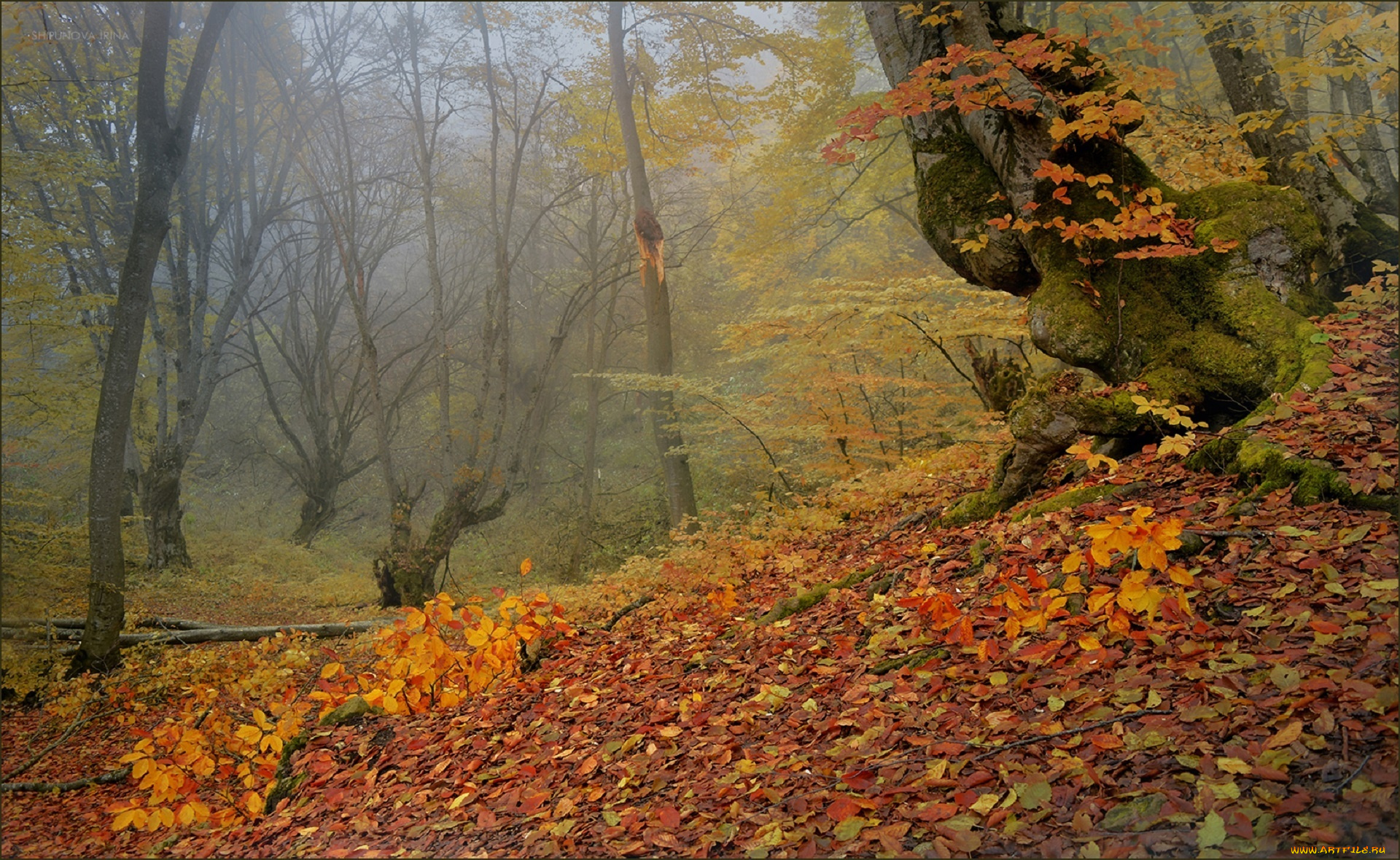 природа, лес, шипунова, ирина, кабардино-балкария, осень, золотая, деревья