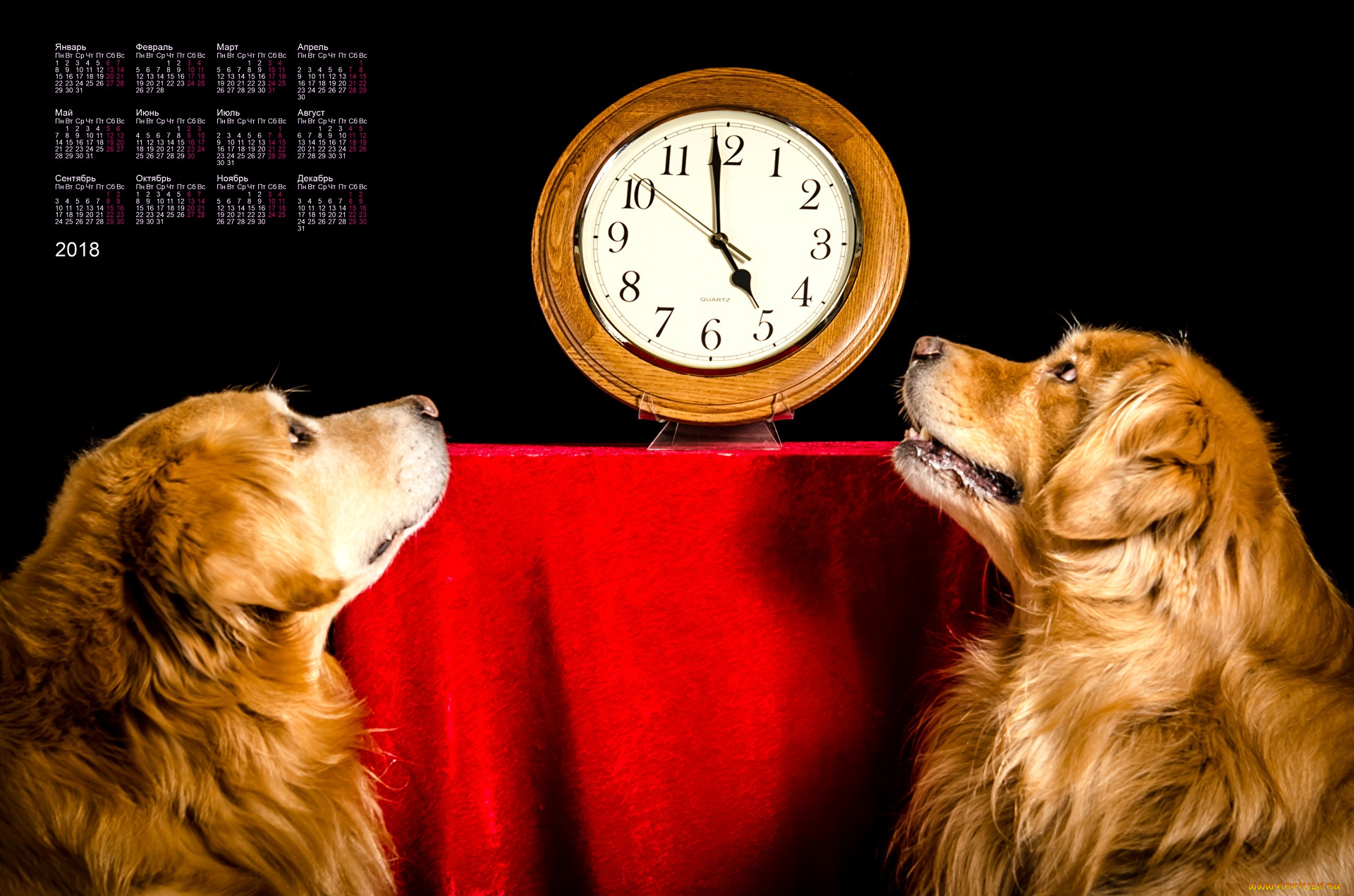 календари, животные, черный, фон, часы, двое, собака